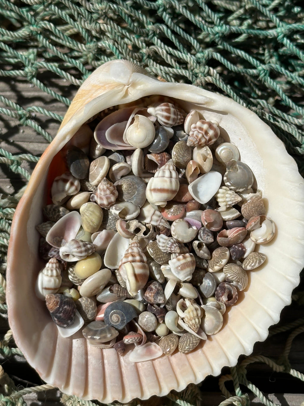 Bulk Tiny Natural Shell Mix - 1 oz Craft Shells for DIY Projects