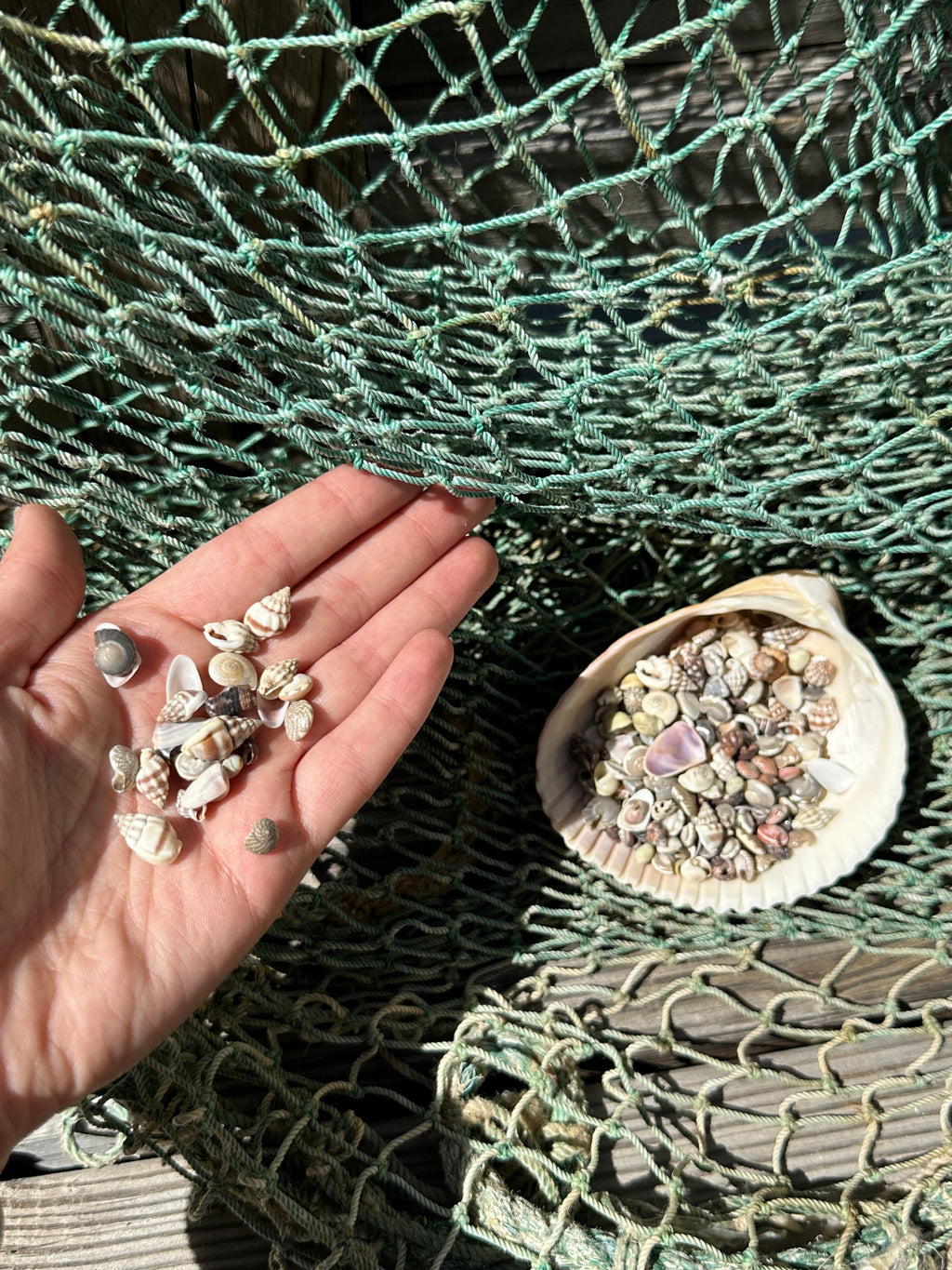 Bulk Tiny Natural Shell Mix - 1 oz Craft Shells for DIY Projects
