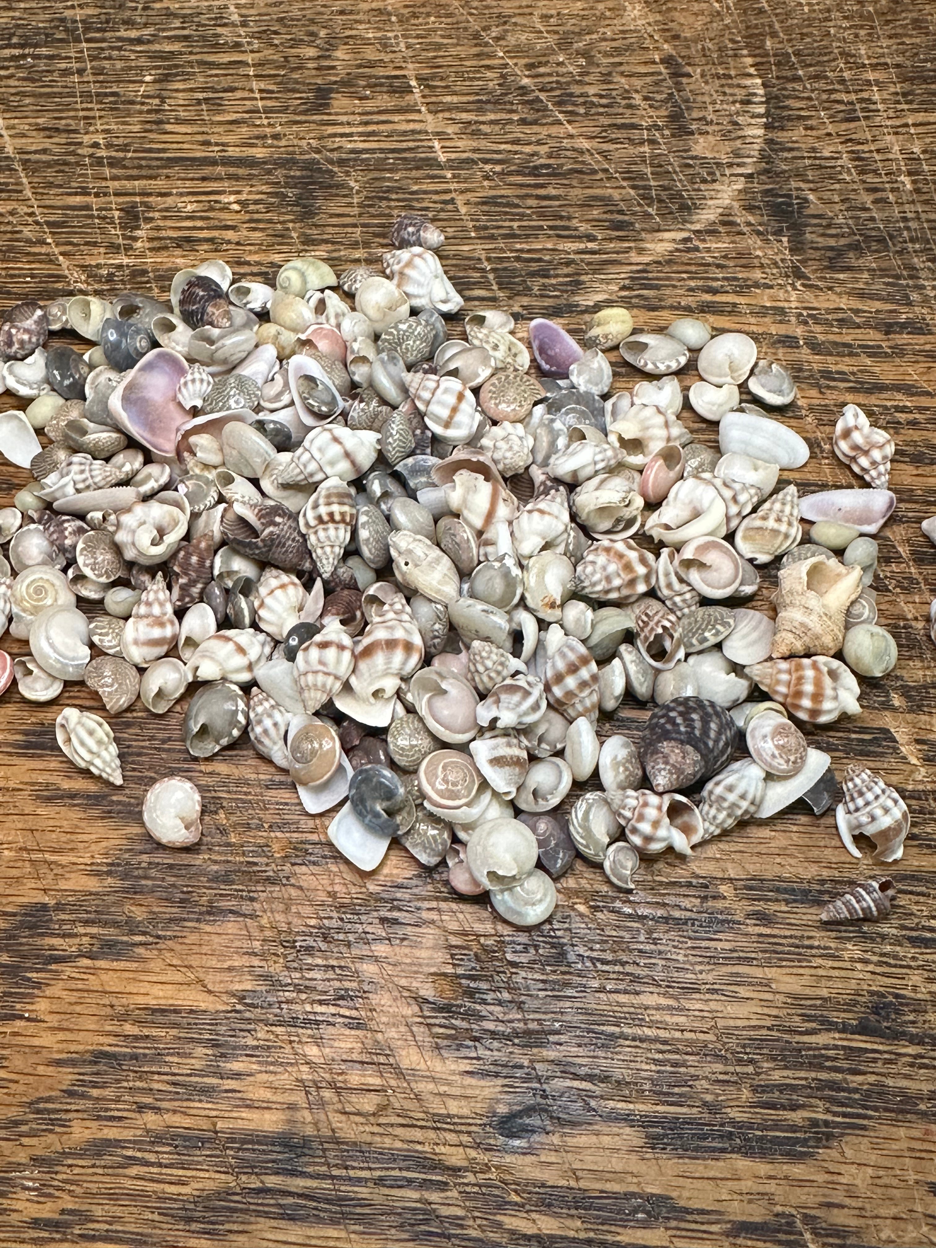 Bulk Tiny Natural Shell Mix - 1 oz Craft Shells for DIY Projects