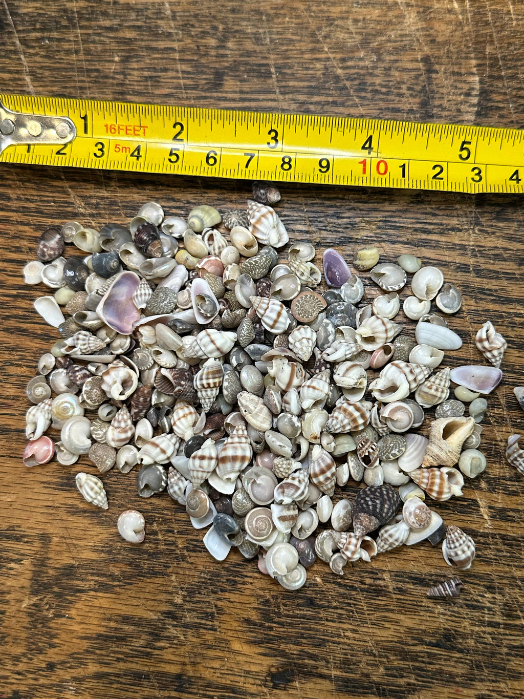 Bulk Tiny Natural Shell Mix - 1 oz Craft Shells for DIY Projects