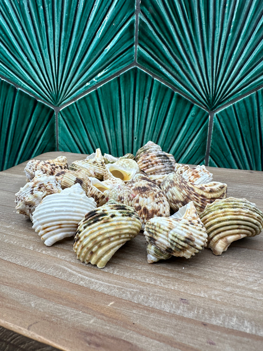 Gold and Silver Mouth Turban Shells – Turbo chrysostomus & argyrostoma