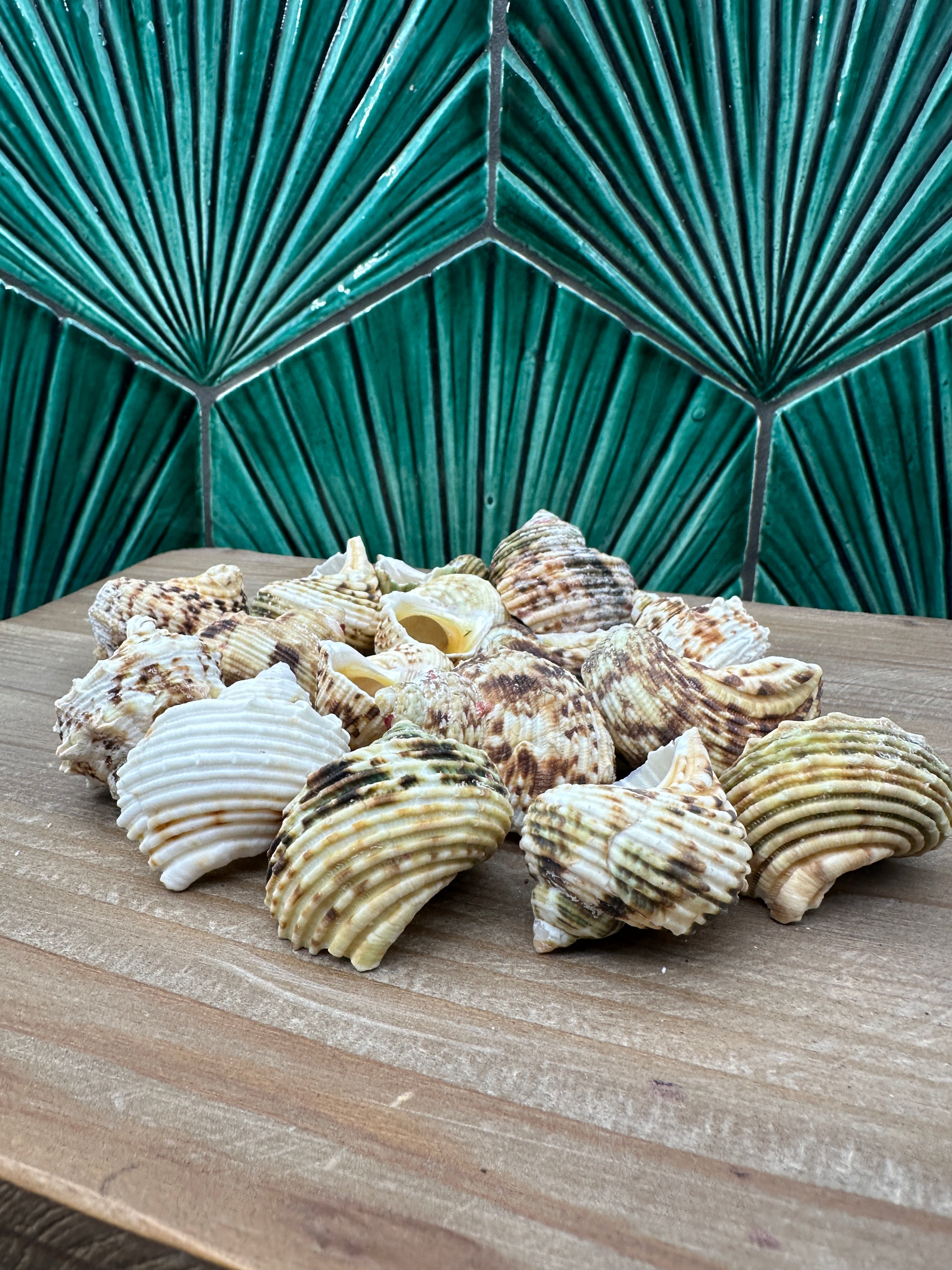 Gold and Silver Mouth Turban Shells – Turbo chrysostomus & argyrostoma