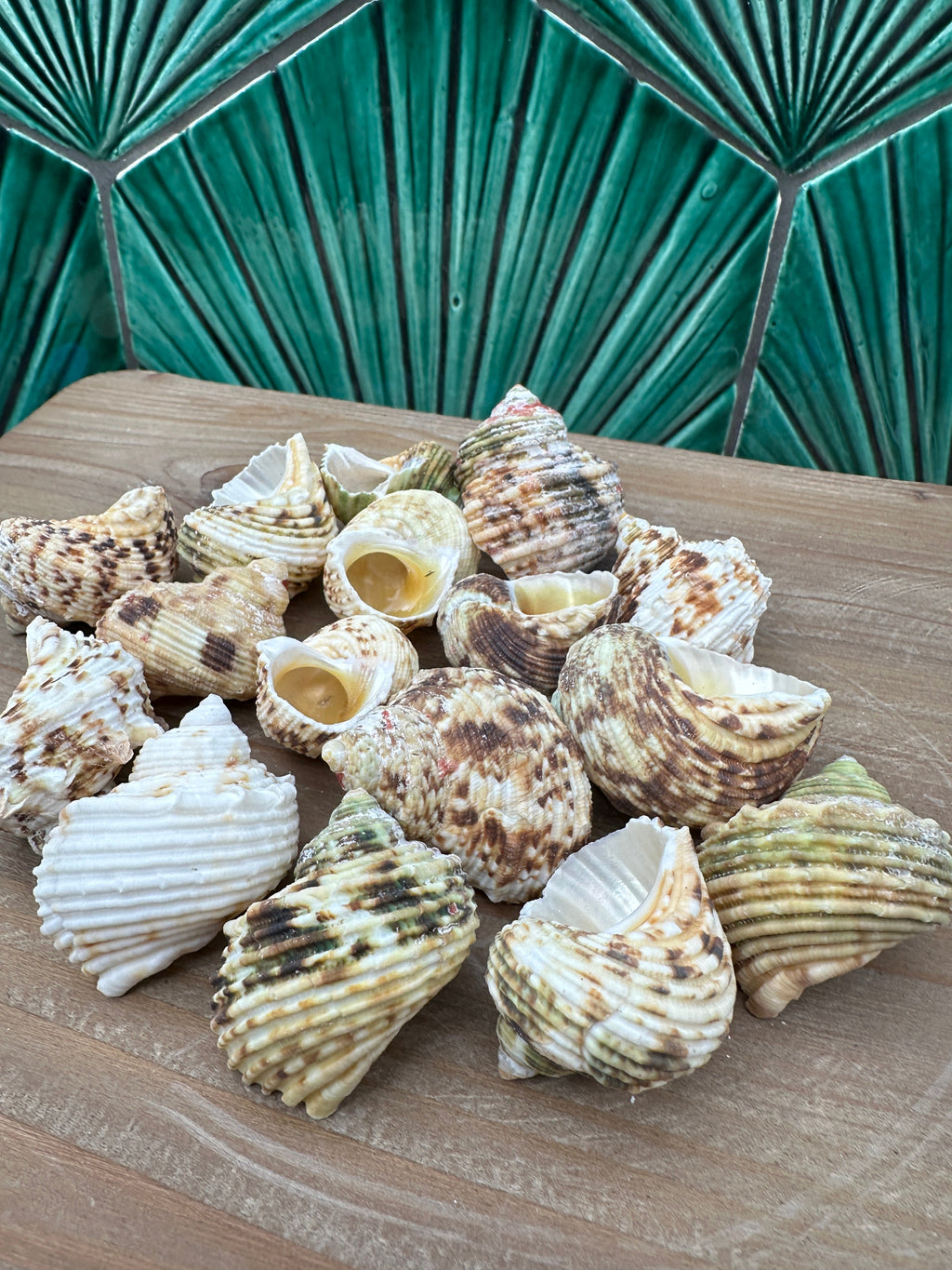Gold and Silver Mouth Turban Shells – Turbo chrysostomus & argyrostoma