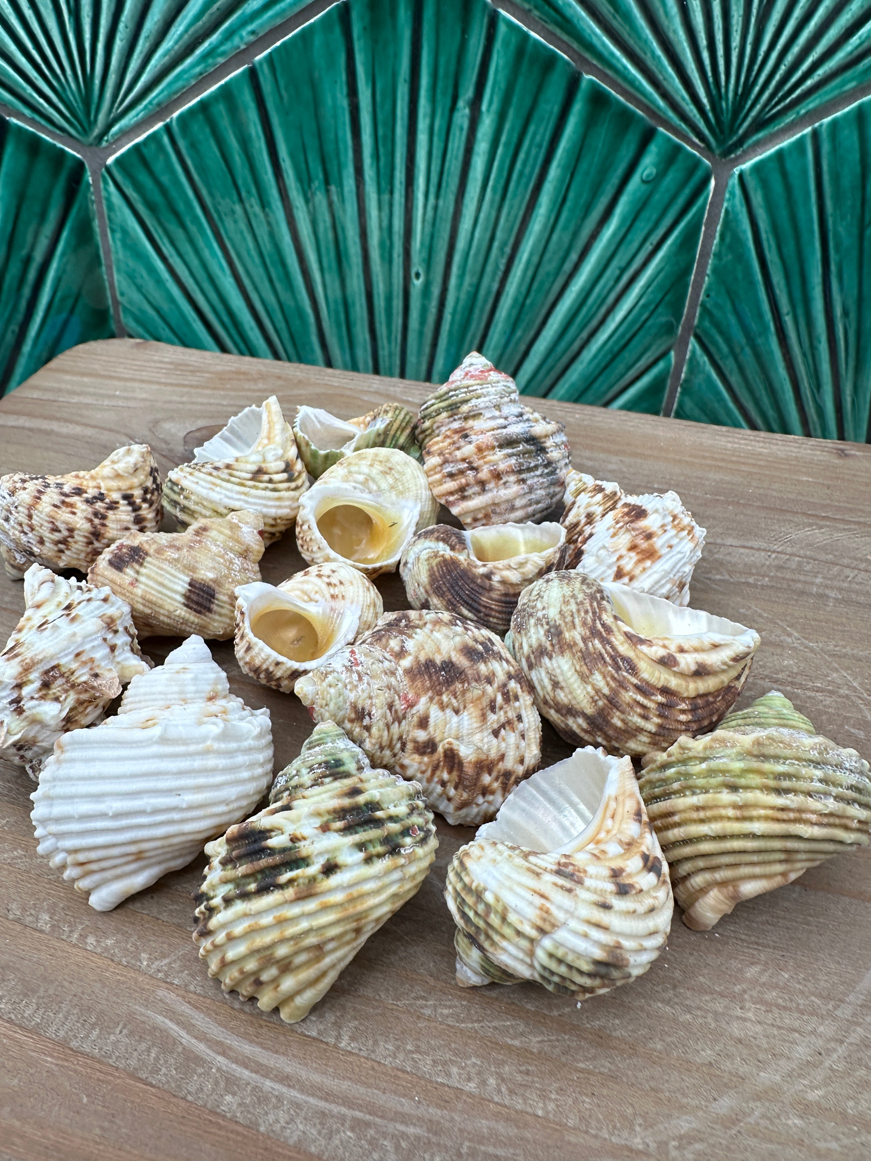 Gold and Silver Mouth Turban Shells – Turbo chrysostomus & argyrostoma