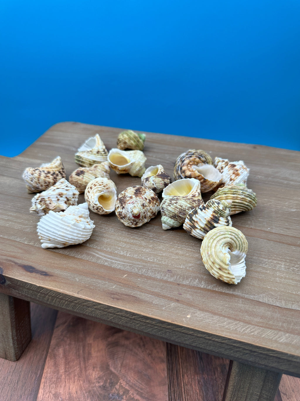 Gold and Silver Mouth Turban Shells – Turbo chrysostomus & argyrostoma