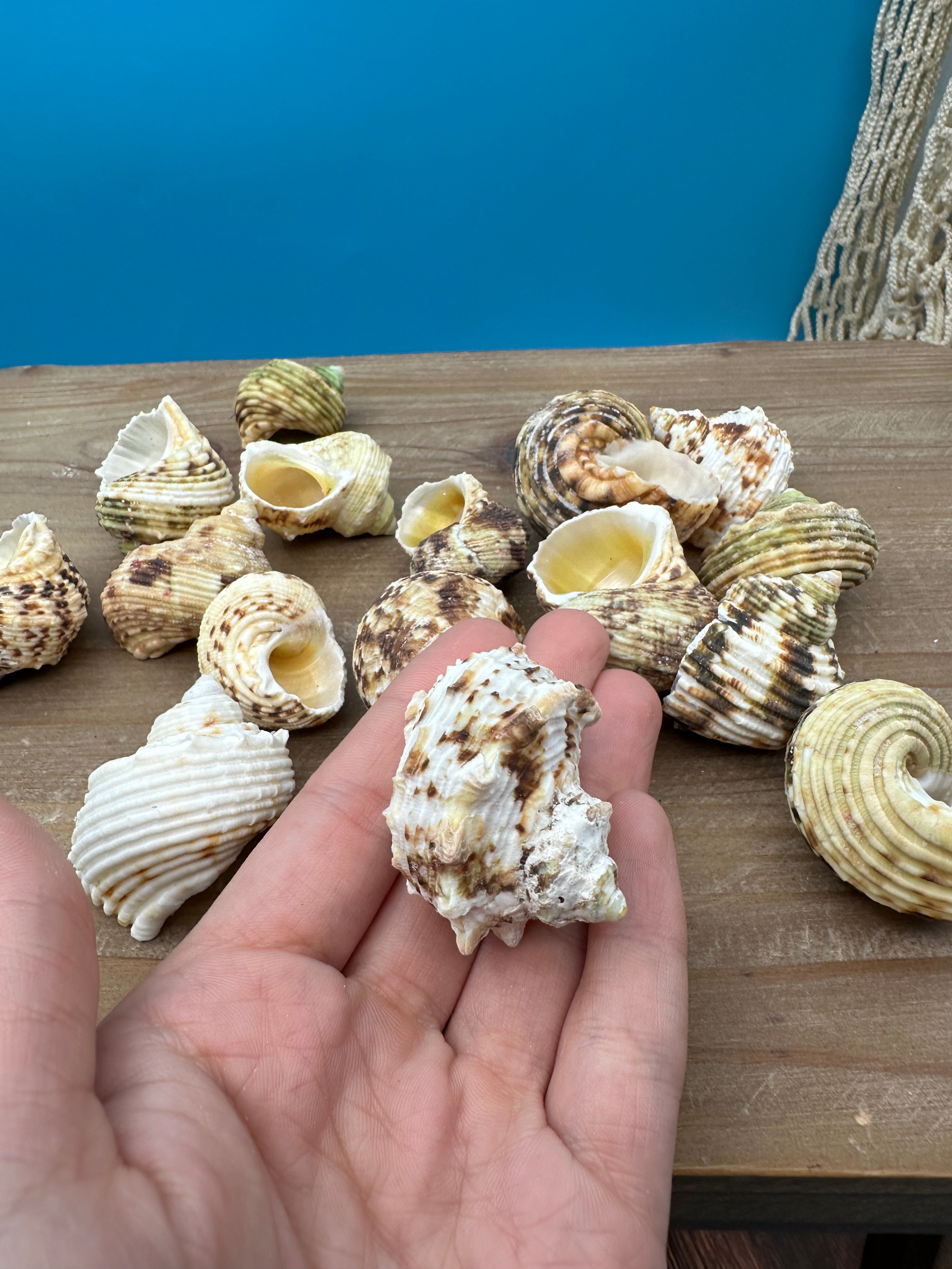 Gold and Silver Mouth Turban Shells – Turbo chrysostomus & argyrostoma