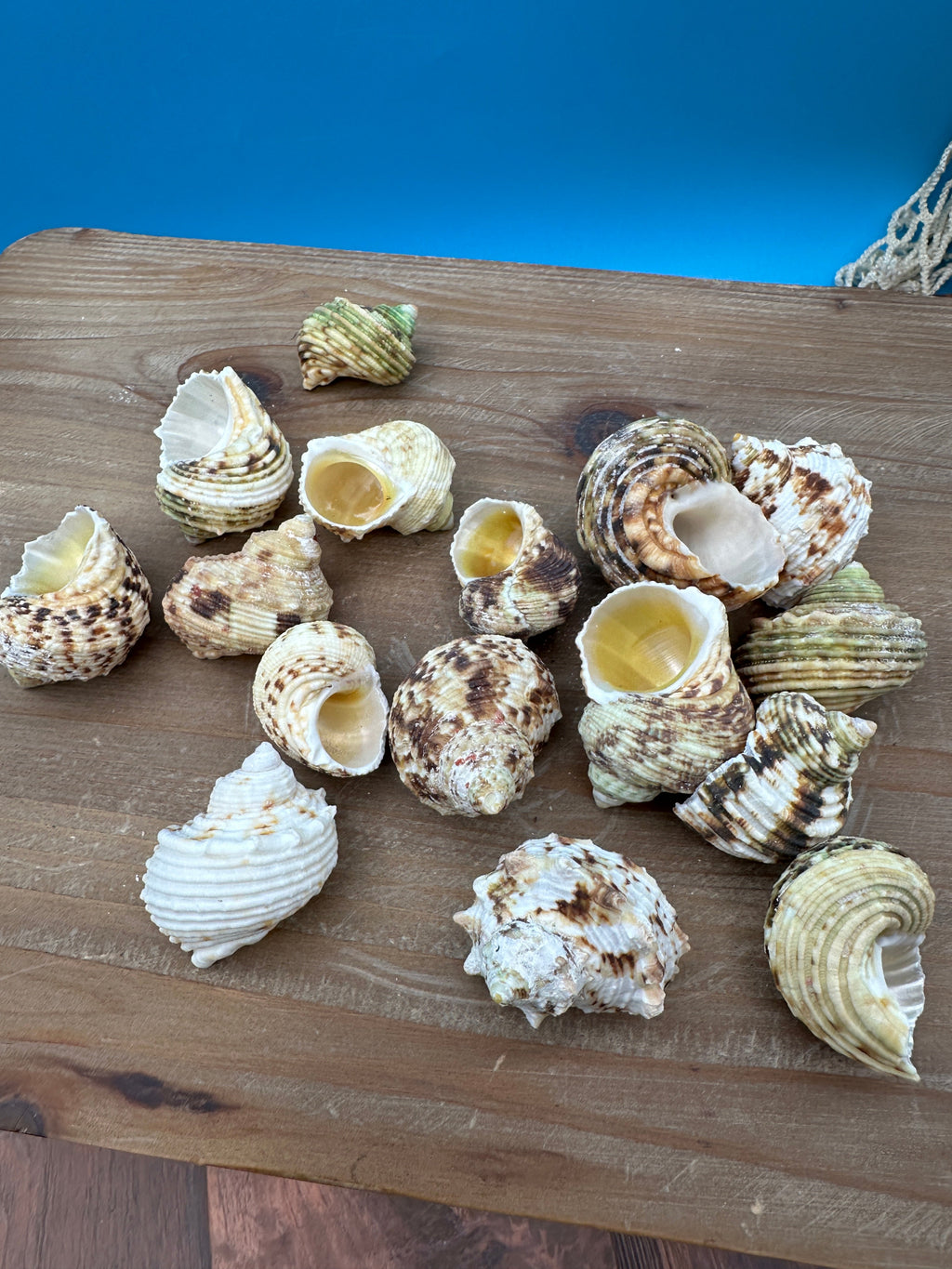 Gold and Silver Mouth Turban Shells – Turbo chrysostomus & argyrostoma
