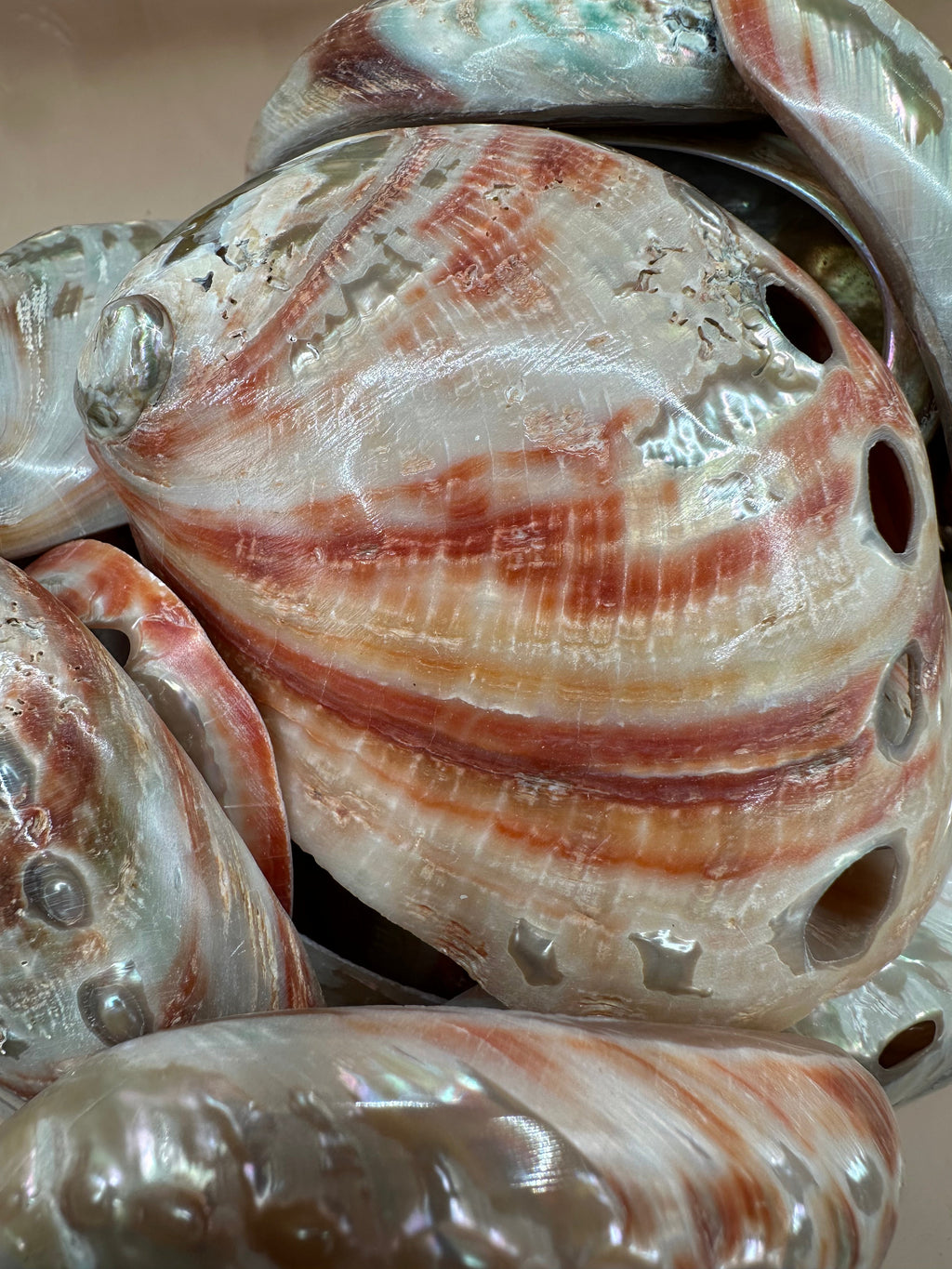 Polished Red Abalone Shell 3"-5" Haliotis rufescens