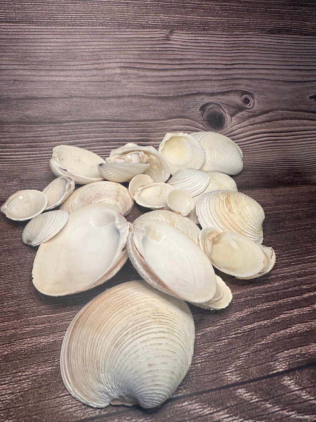 Assorted Cockles & Clams
