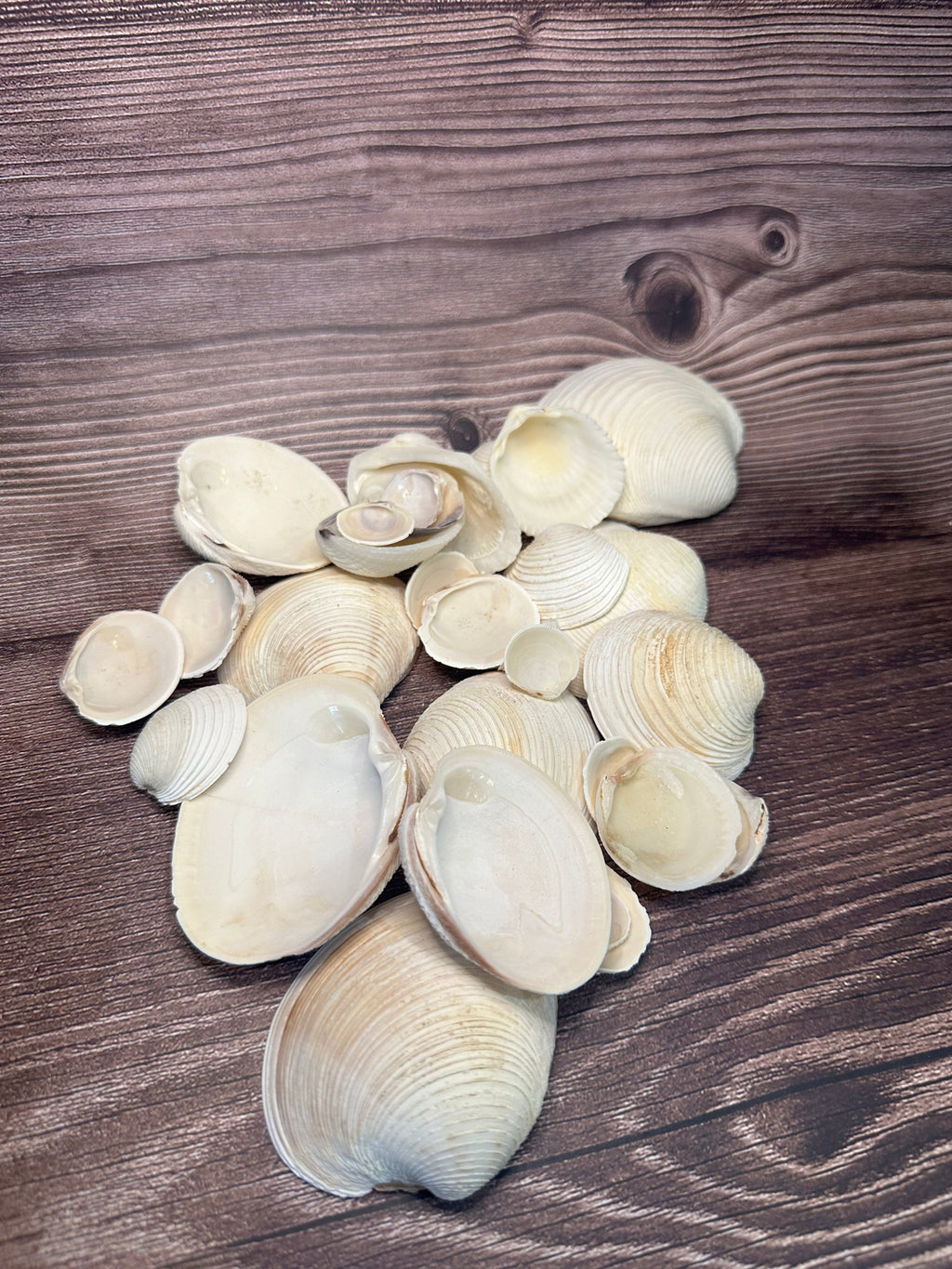 Assorted Cockles & Clams