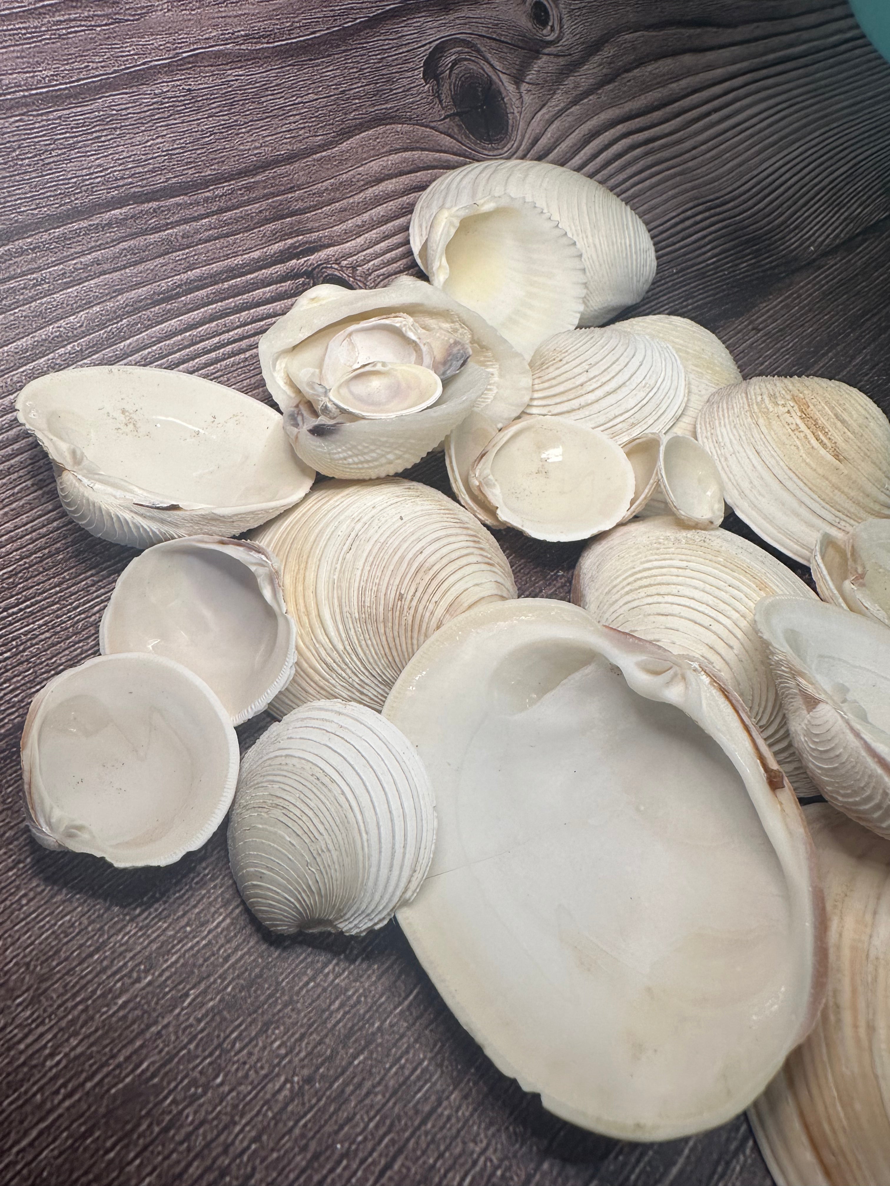 Assorted Cockles & Clams