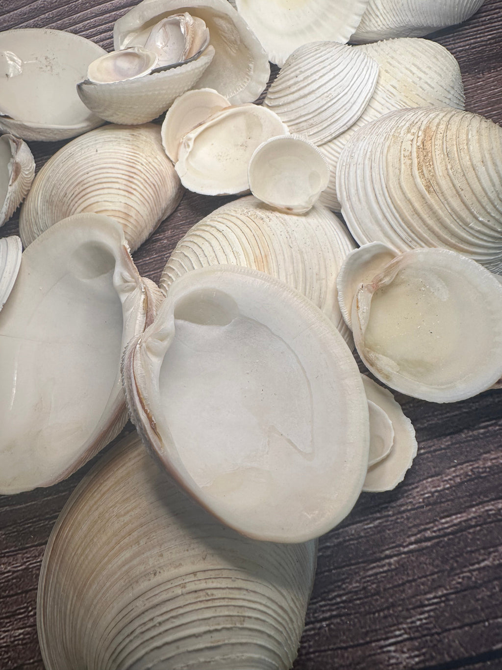 Assorted Cockles & Clams