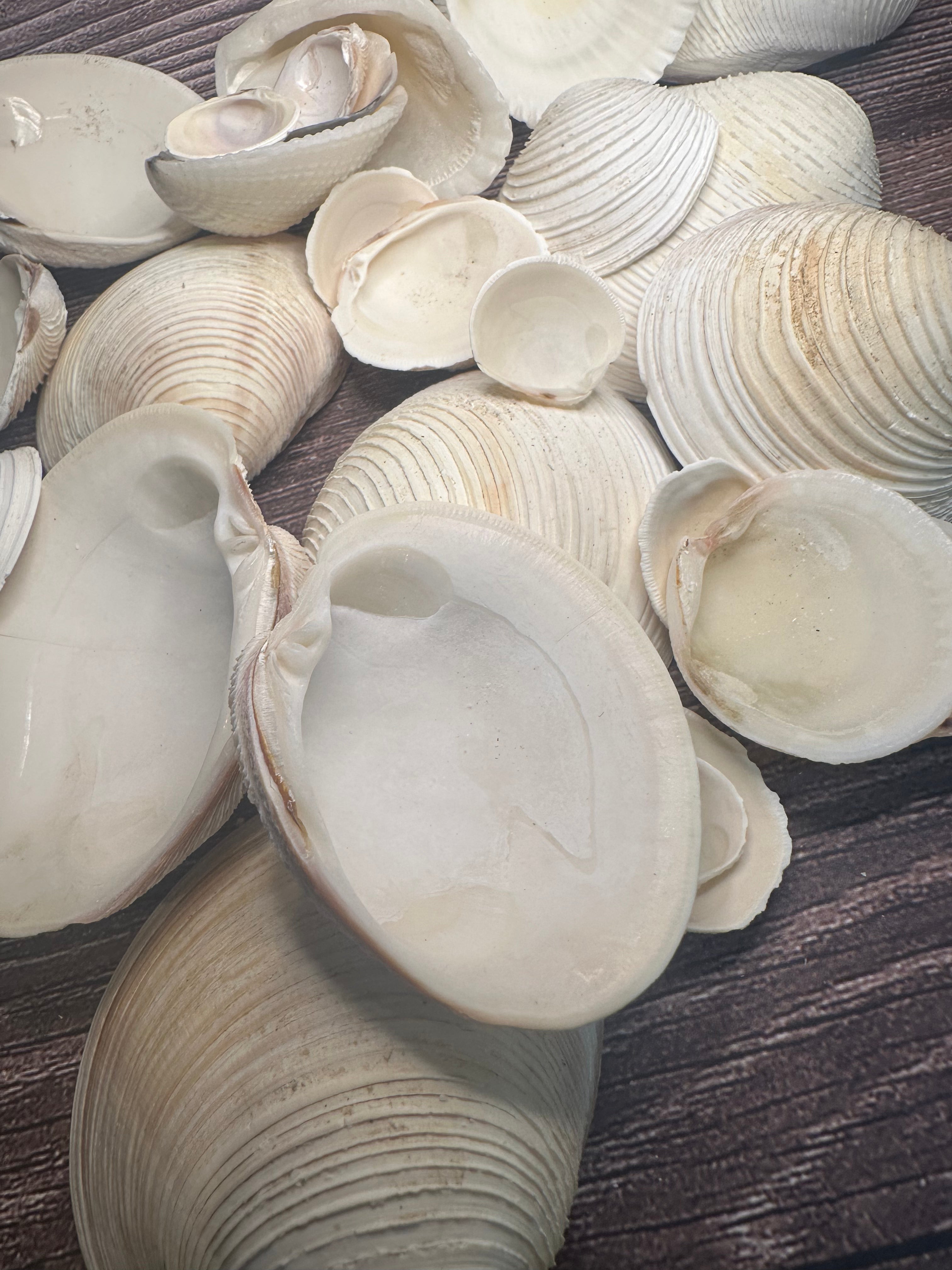 Assorted Cockles & Clams