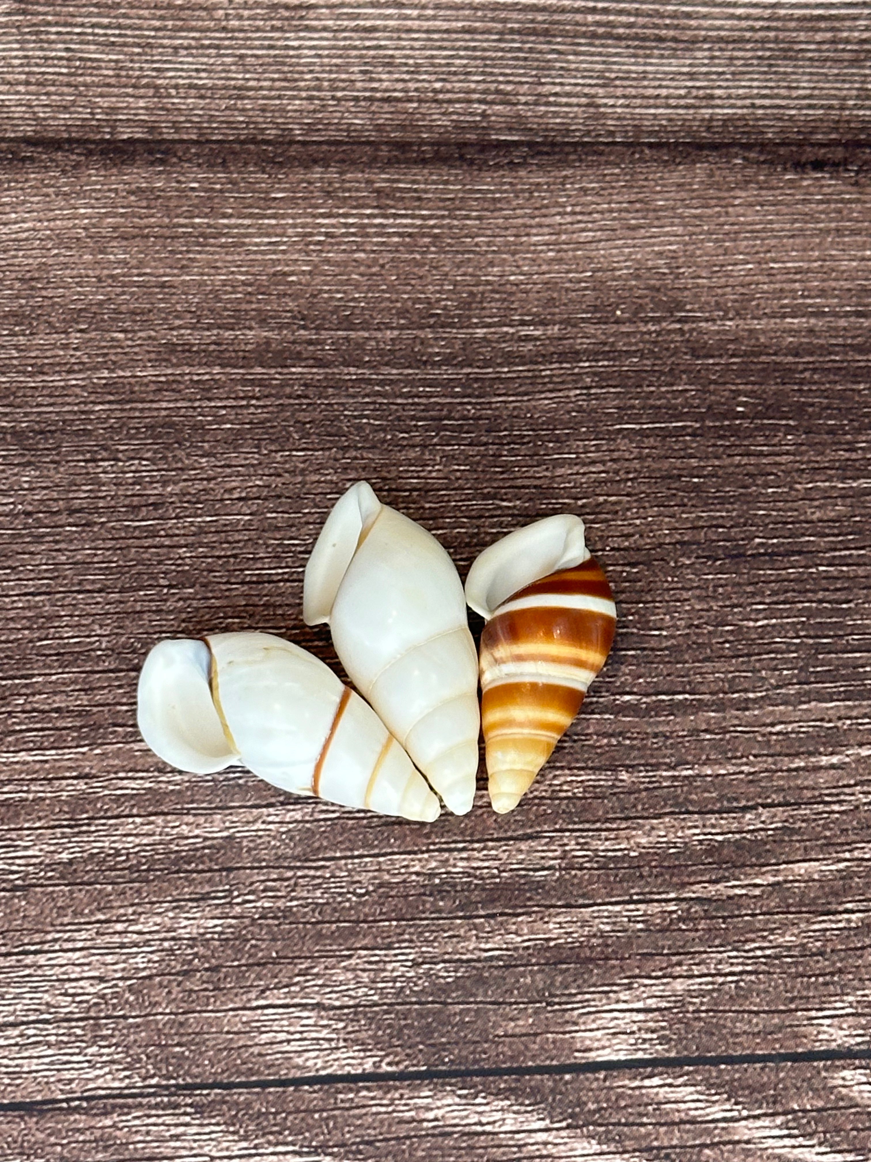 Chrysallis Dolichostyla virgata Land Snail Trio