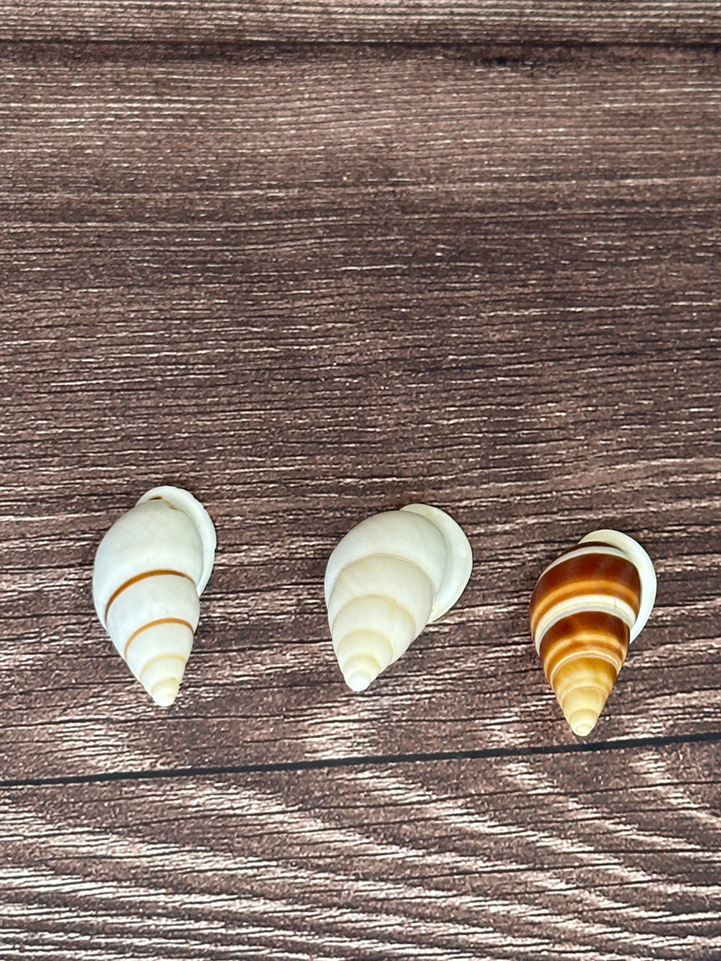 Chrysallis Dolichostyla virgata Land Snail Trio