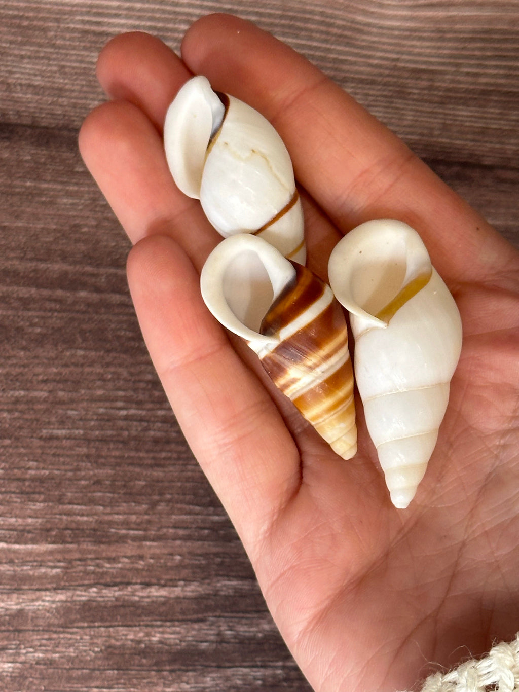 Chrysallis Dolichostyla virgata Land Snail Trio