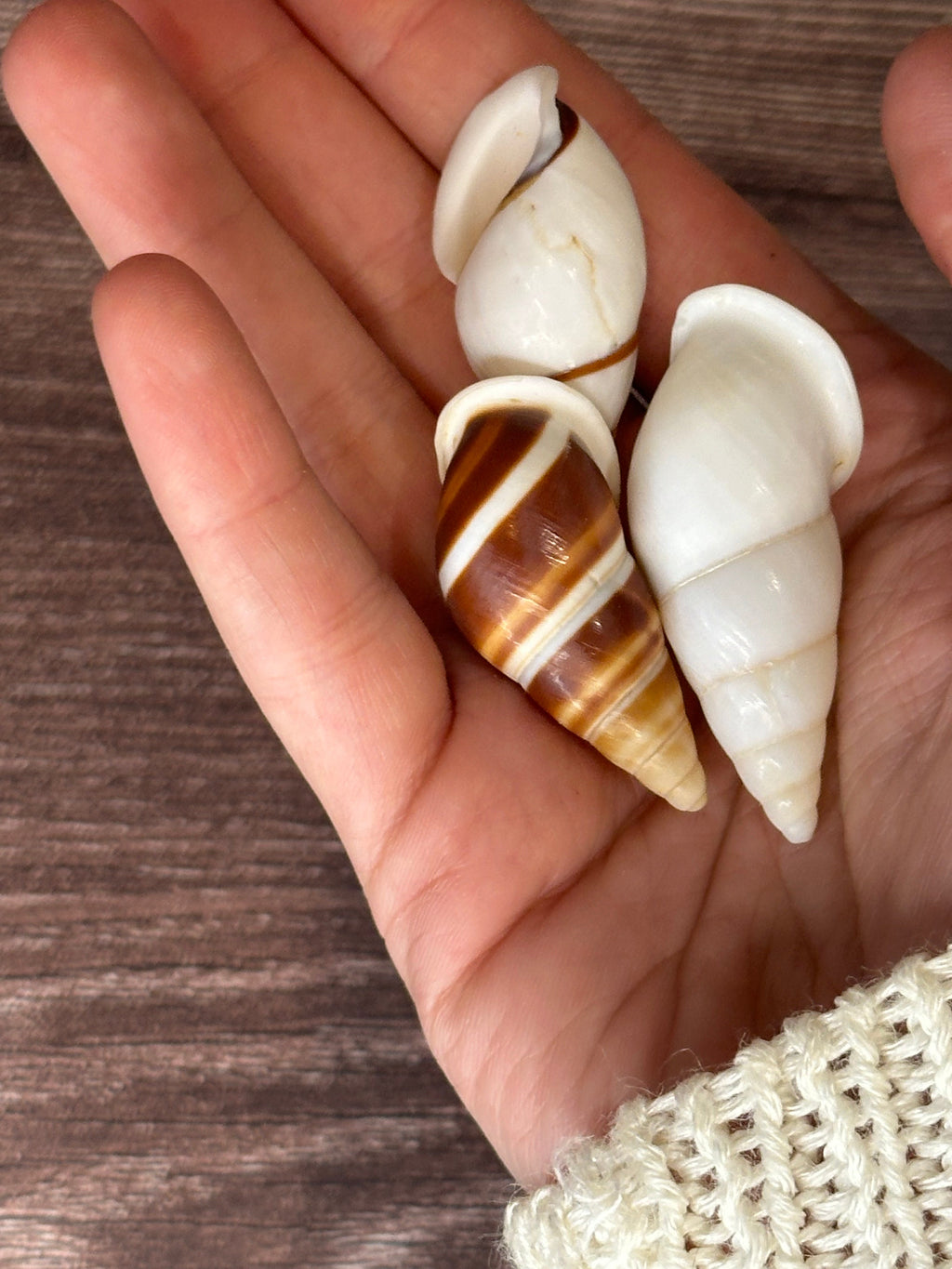 Chrysallis Dolichostyla virgata Land Snail Trio