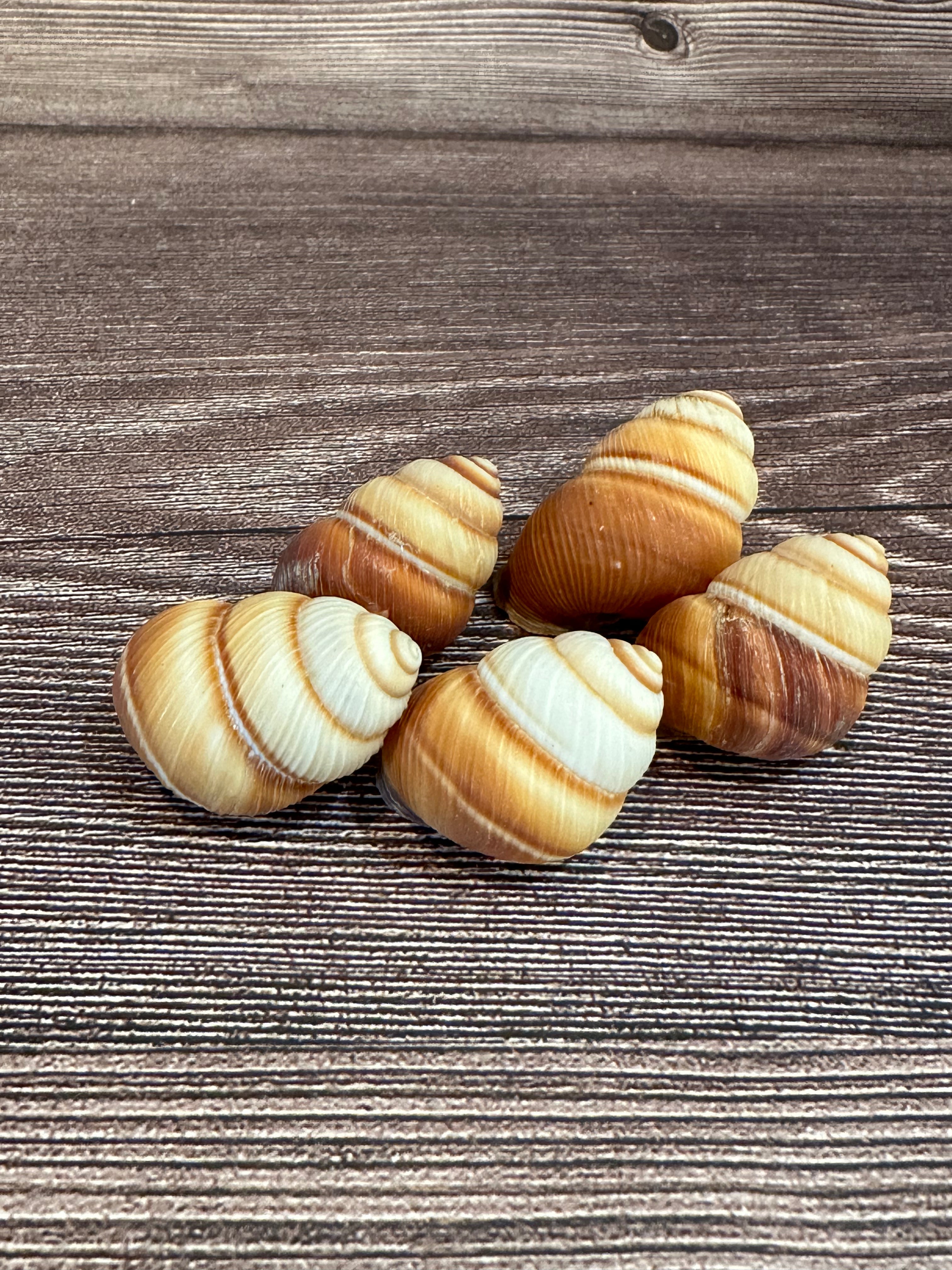 Phoenucobius aratus Land Snail – Natural Shell from the Philippines
