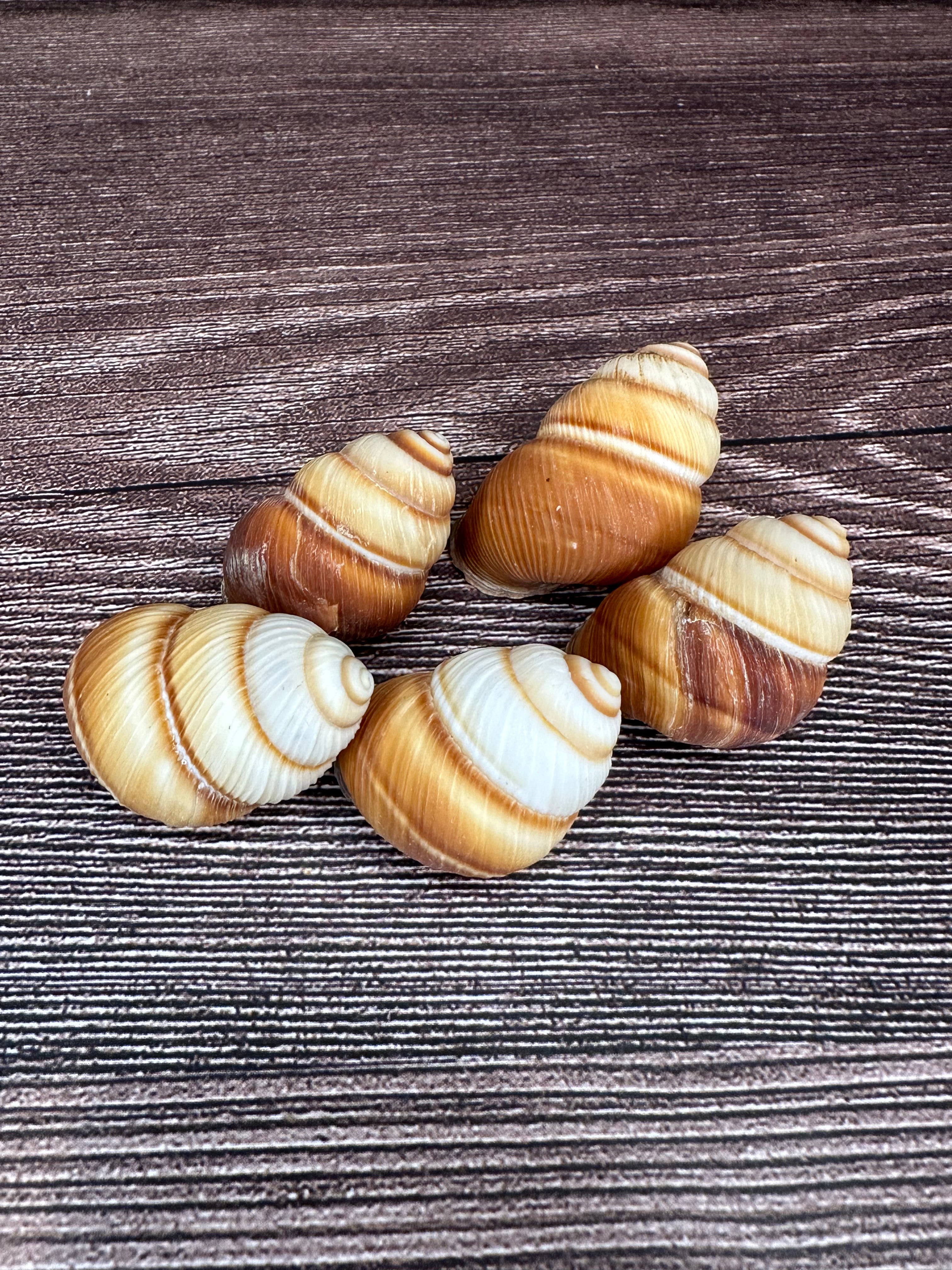 Phoenucobius aratus Land Snail – Natural Shell from the Philippines