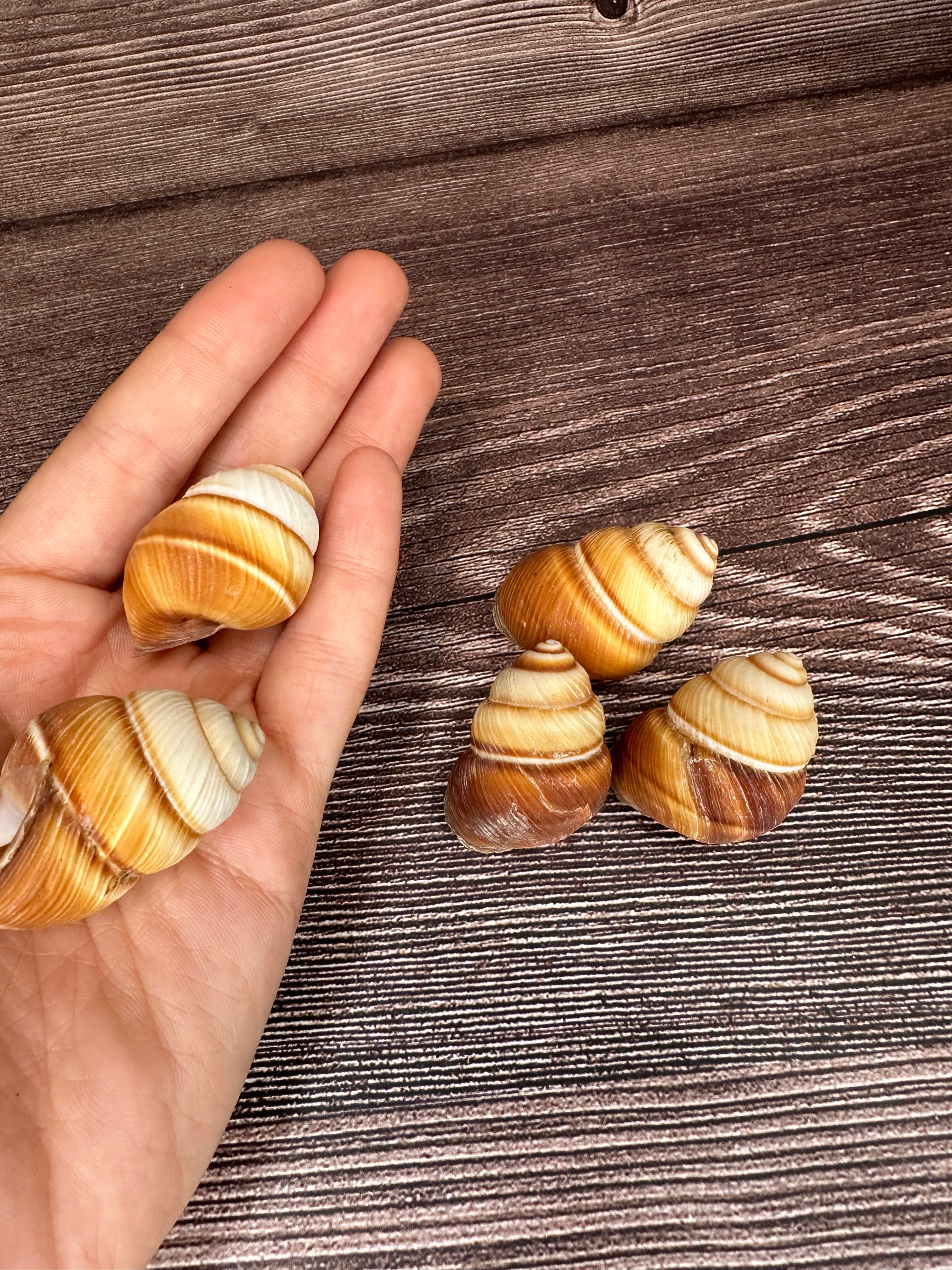 Phoenucobius aratus Land Snail – Natural Shell from the Philippines