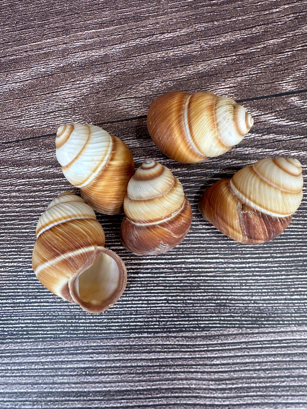 Phoenucobius aratus Land Snail – Natural Shell from the Philippines