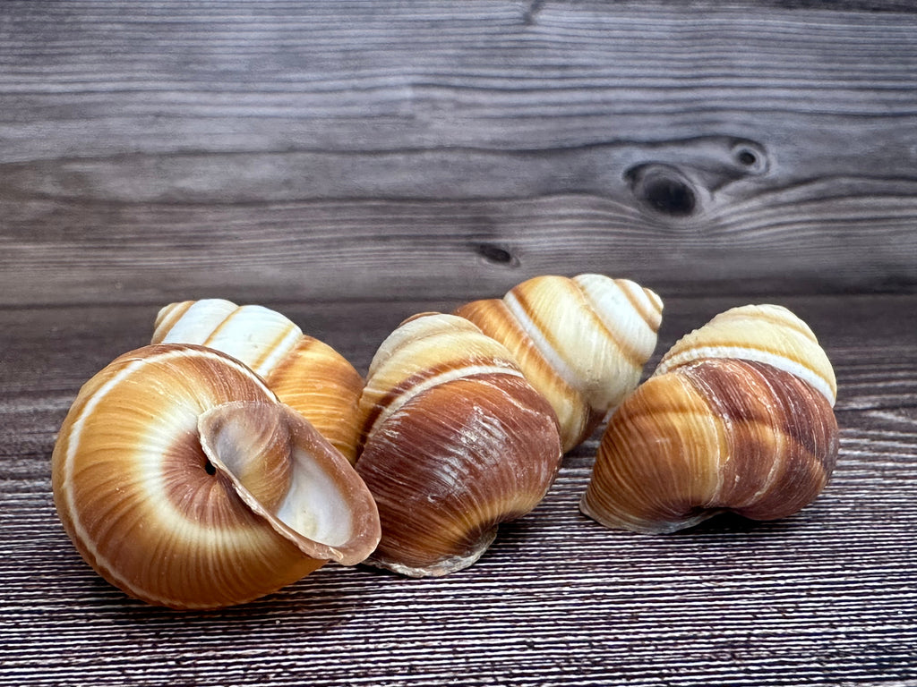 Phoenucobius aratus Land Snail – Natural Shell from the Philippines