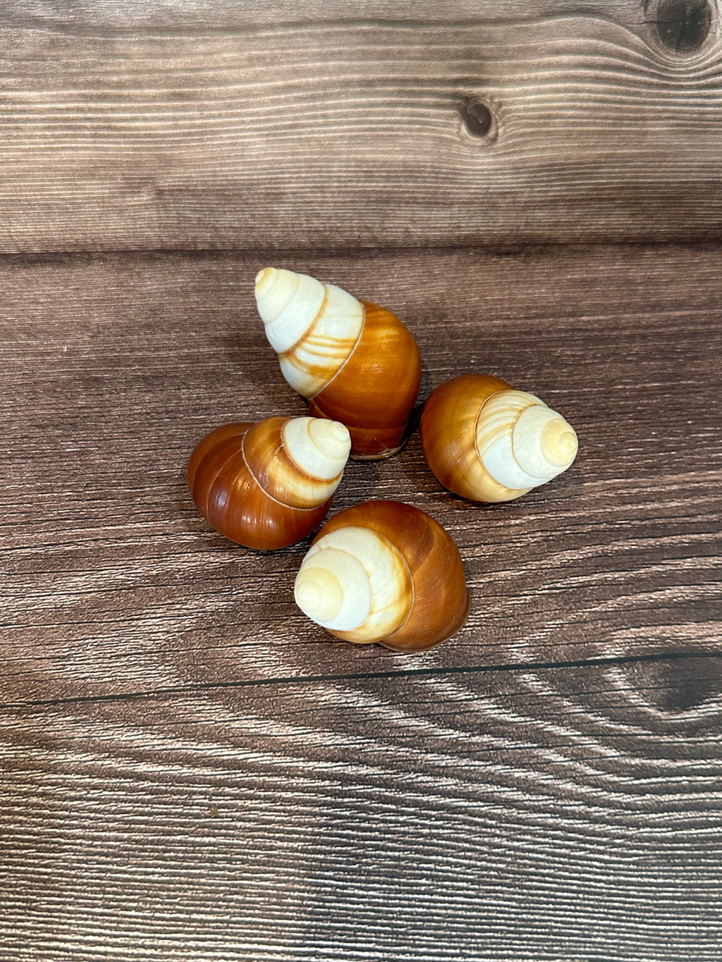 Helicostyla faunus Land Snail
