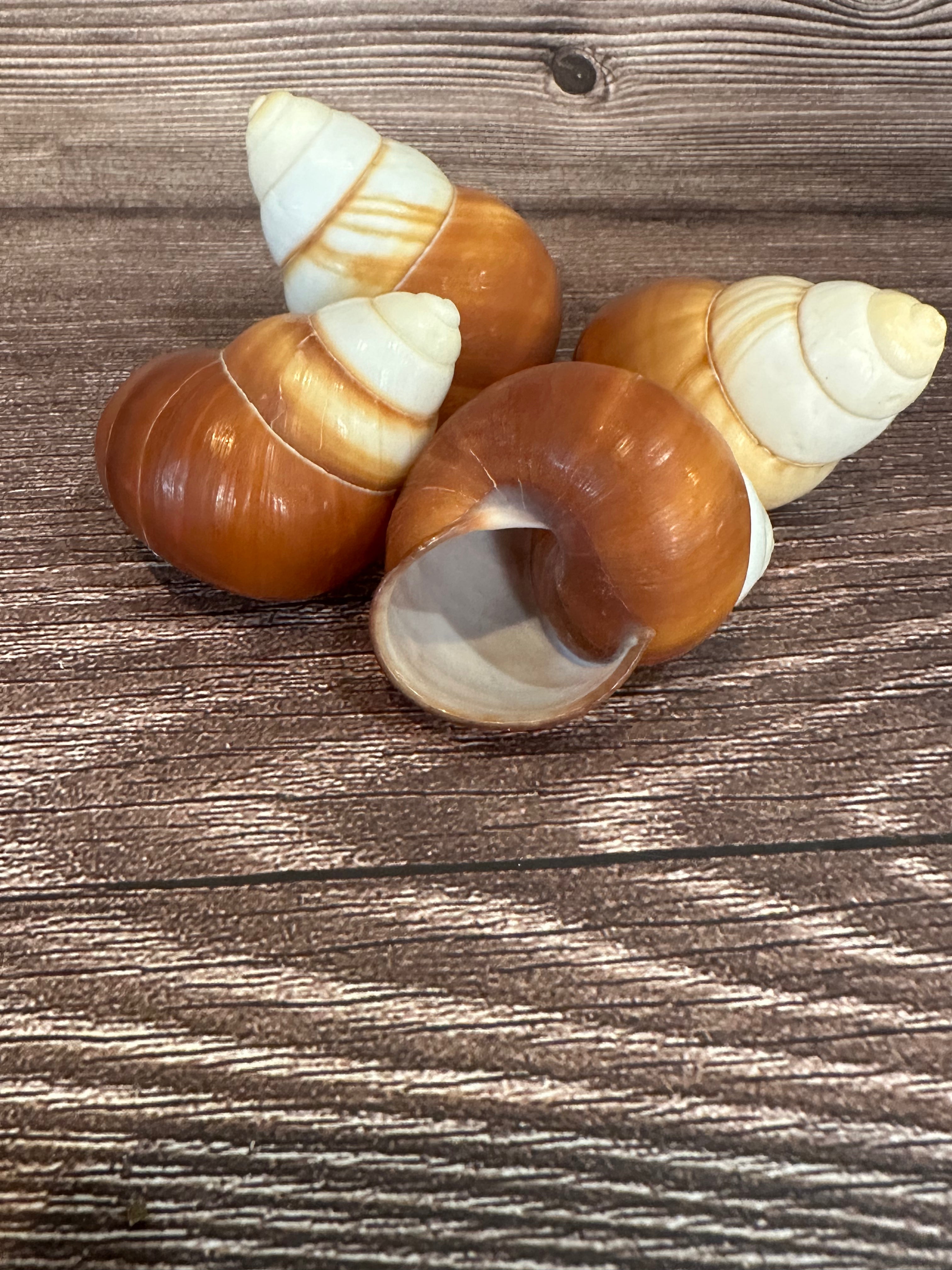 Helicostyla faunus Land Snail