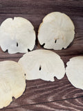 Loose Arrowhead Sand Dollar *Dirty* with Rough or Broken Edges