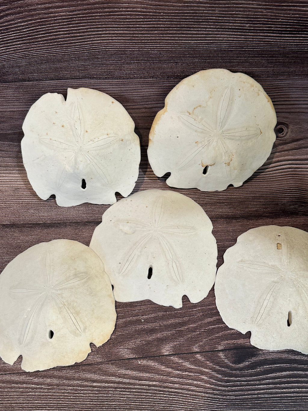 Loose Arrowhead Sand Dollar *Dirty* with Rough or Broken Edges