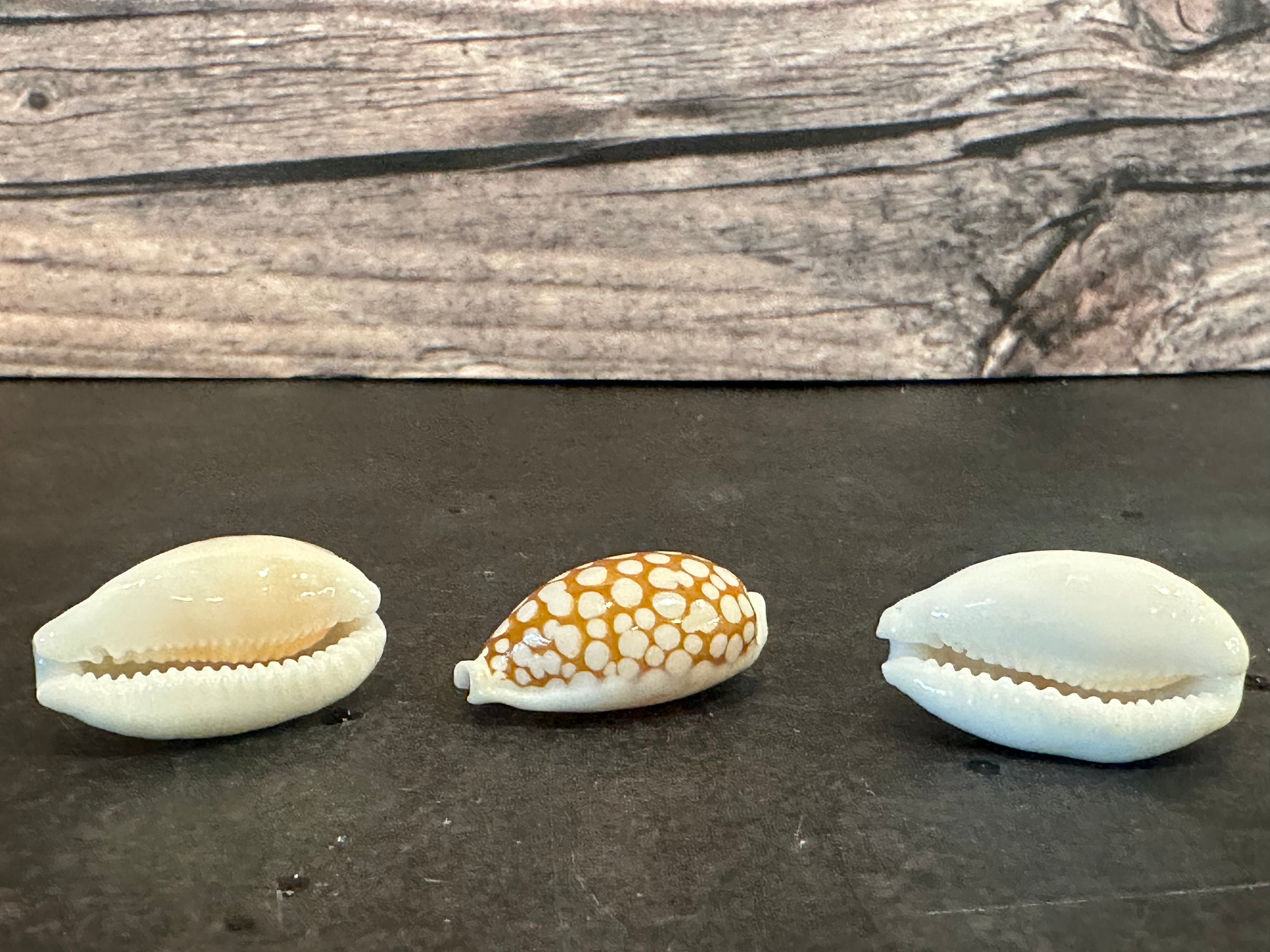 Sieve Cowrie Shells 3/4"+ Cribrarula cribraria