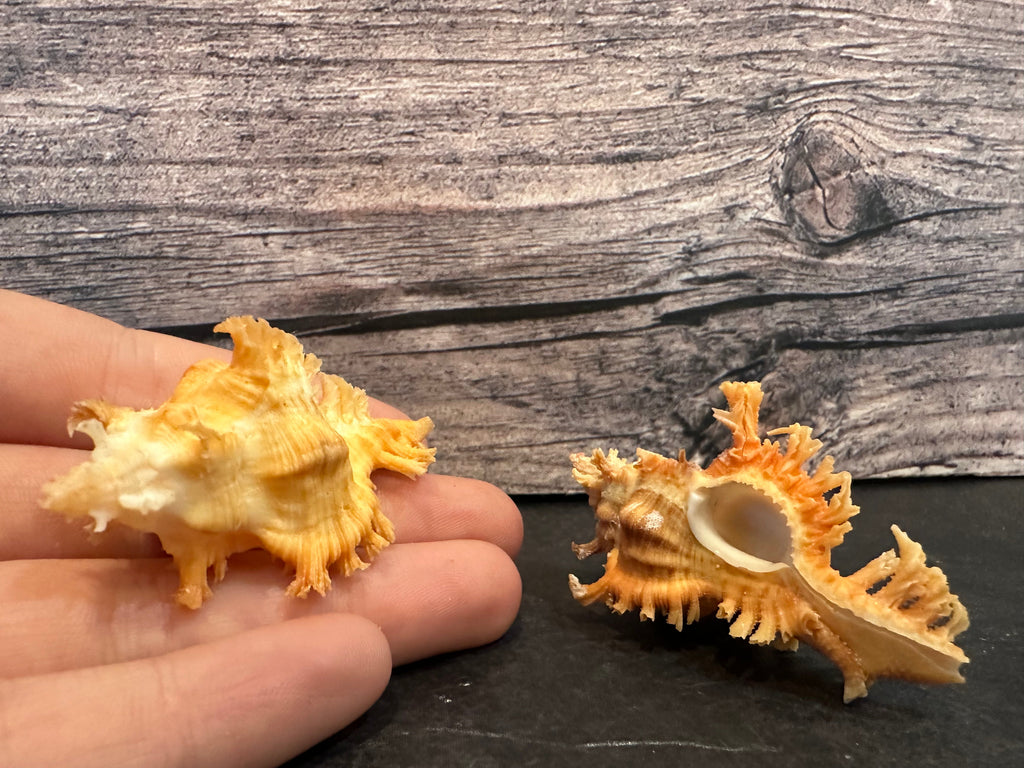 Saffron Murex-Specimen Shell (Chicoreus (Triplex) crocatus)
