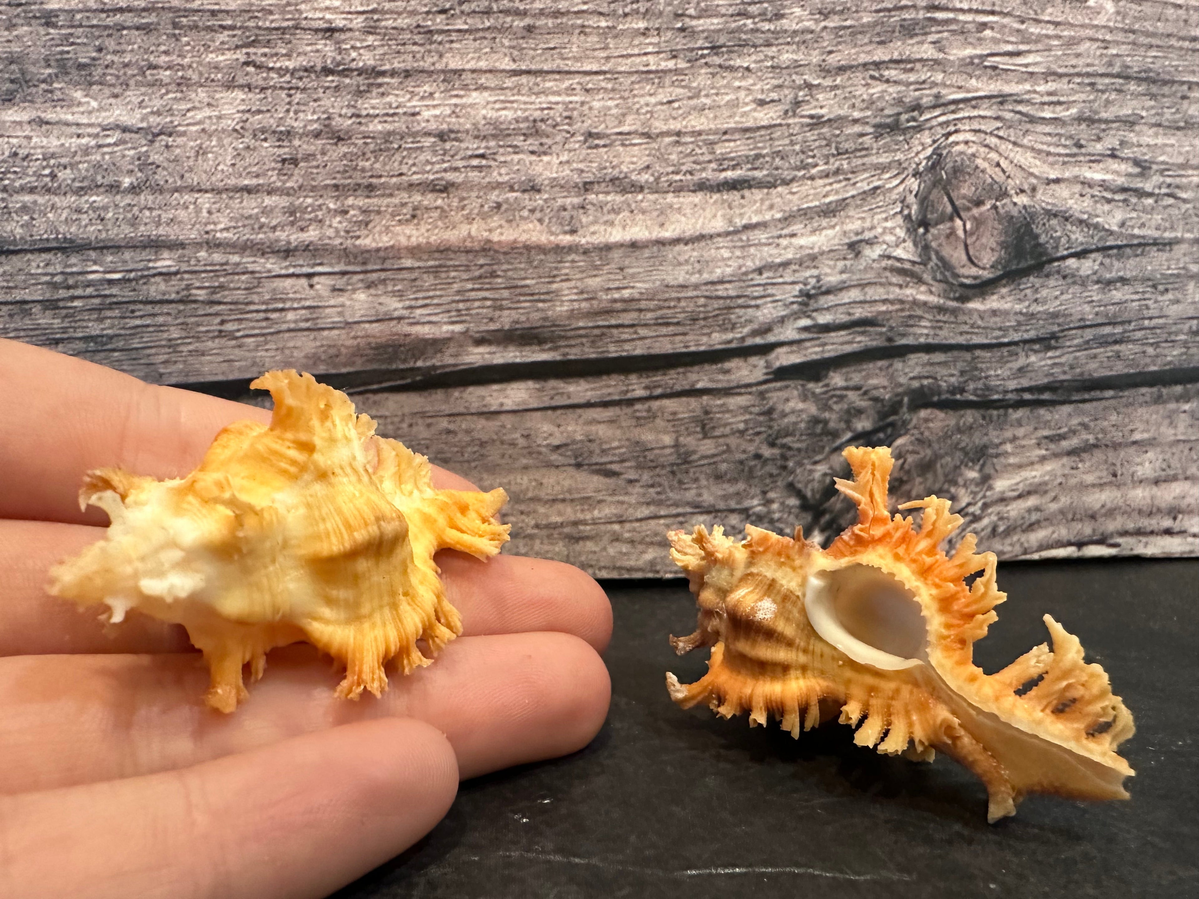 Saffron Murex-Specimen Shell (Chicoreus (Triplex) crocatus)