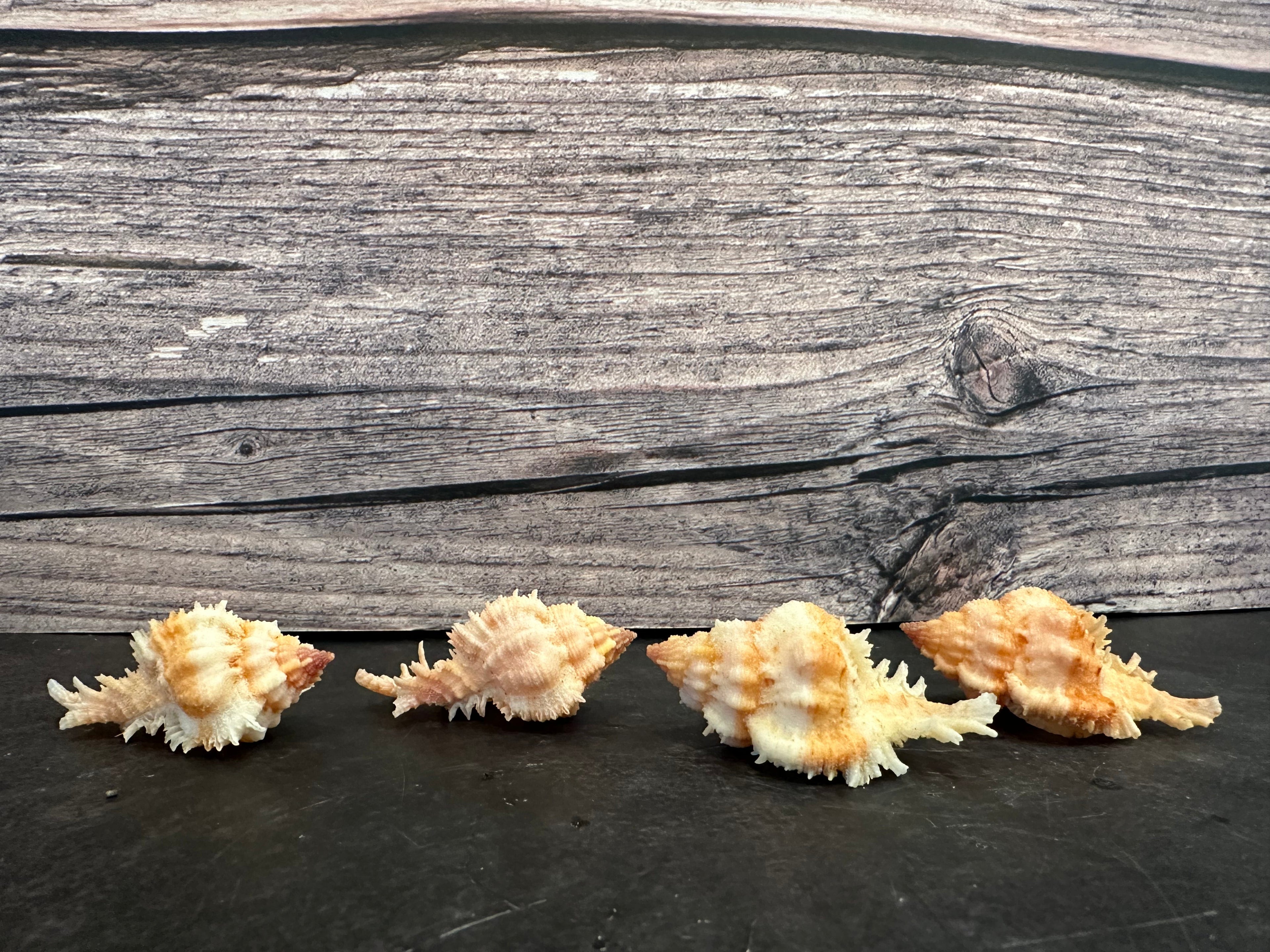 Lovely Murex Shell (Murex venustulus)