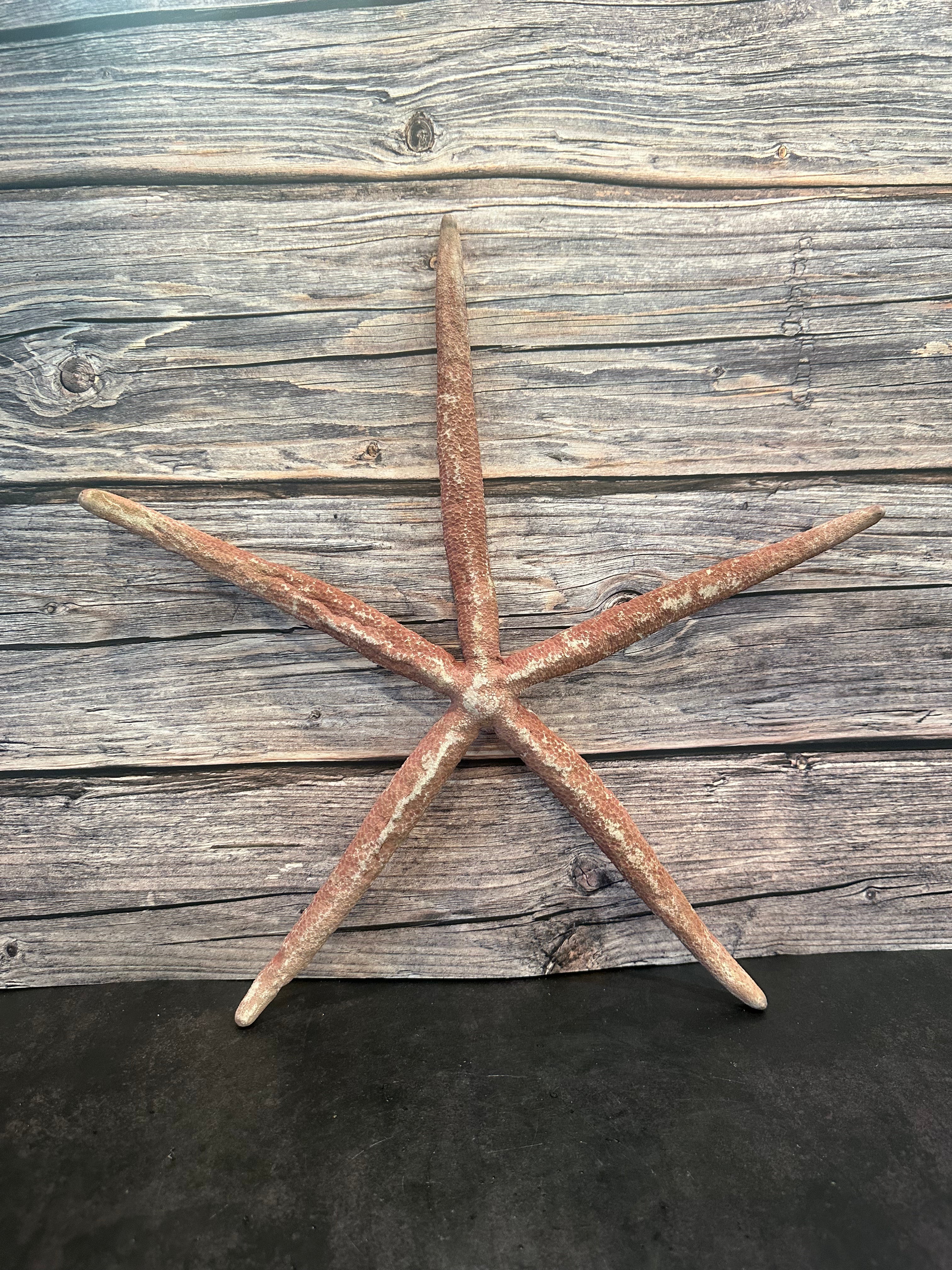 Giant Red Linkia Starfish 17"