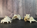 Pallid Carrier Shell with Tube Coral & Sponge (Xenophora)