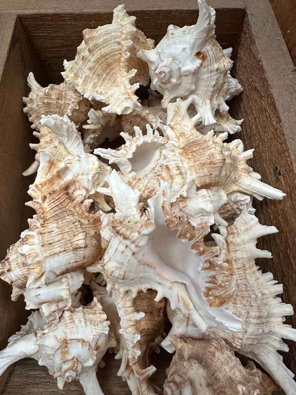 Murex Ramosus Shell