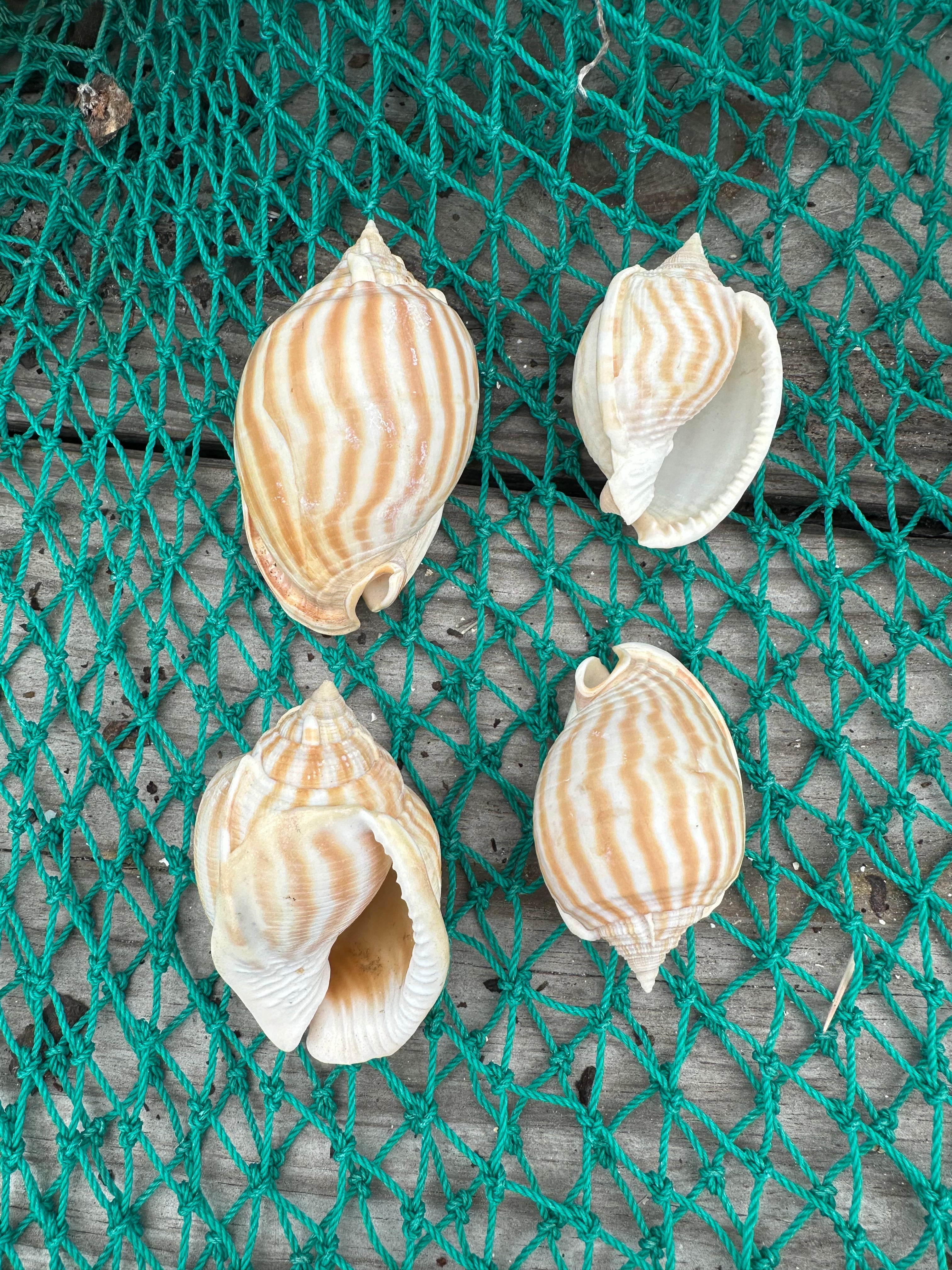 Striped Bonnet Shell - Cassis strigatum