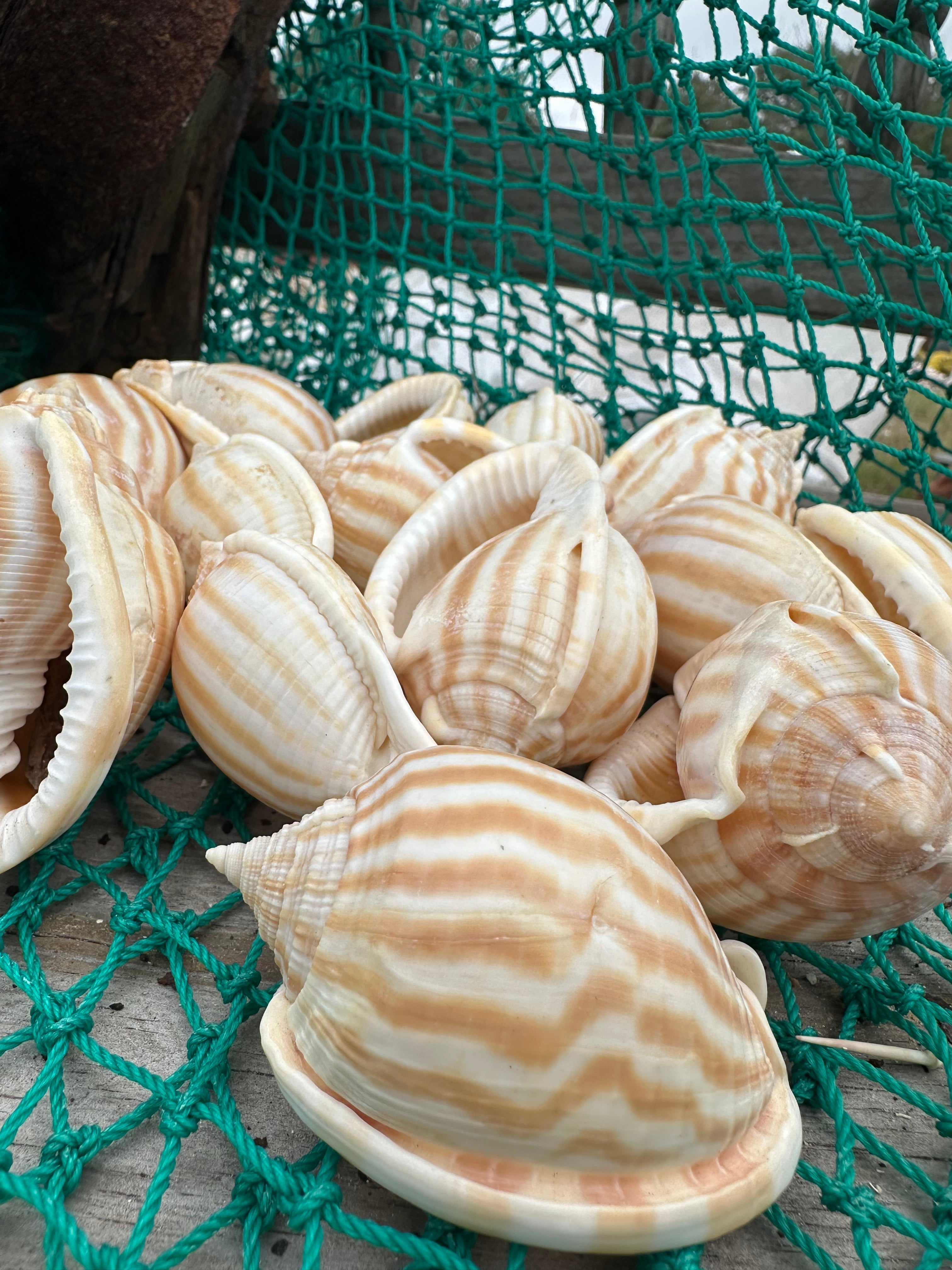Striped Bonnet Shell - Cassis strigatum