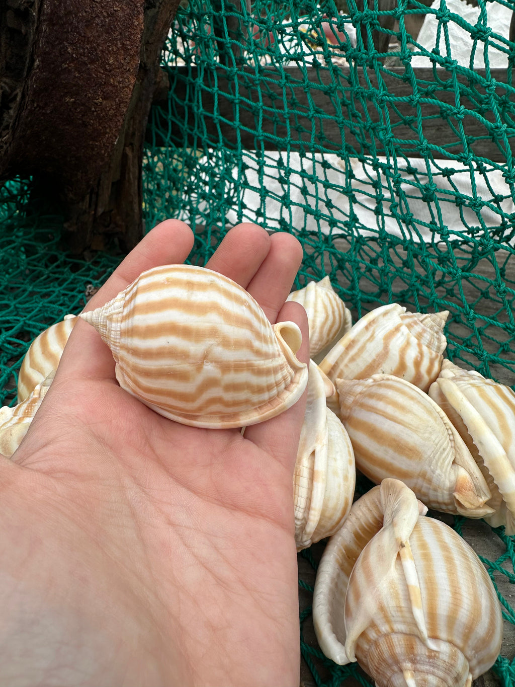 Striped Bonnet Shell - Cassis strigatum