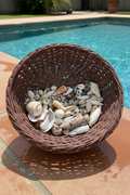 Crafting Mix of Natural Seashells