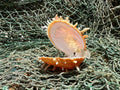 Vintage Spondylus 3.5"
