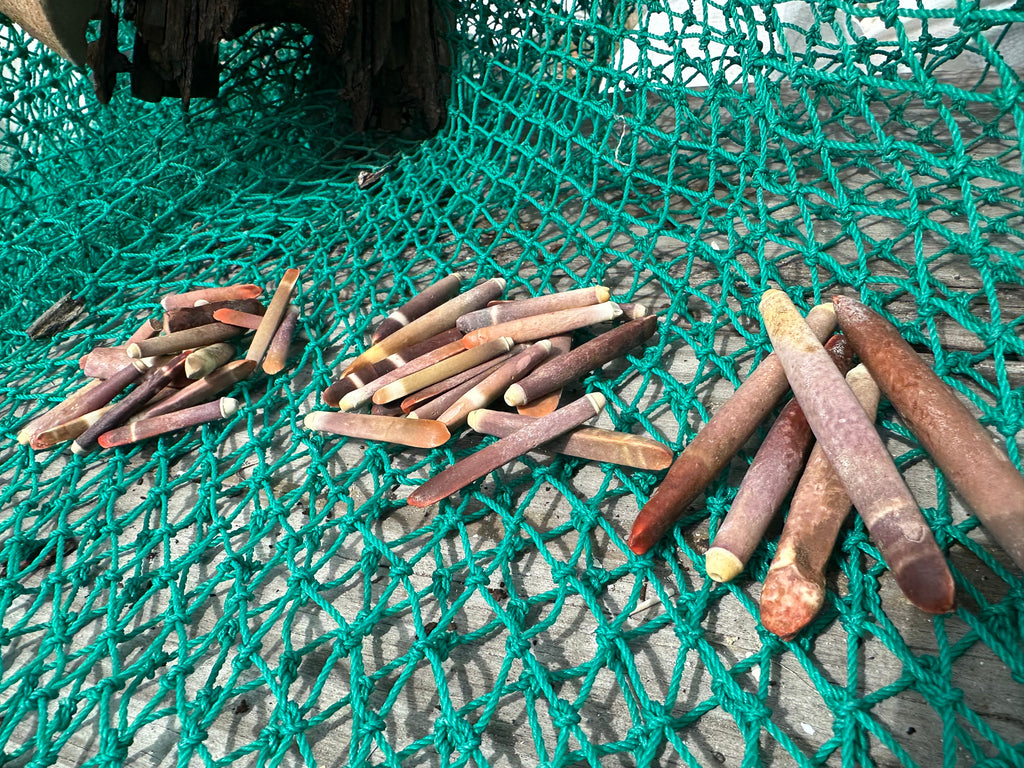 Pencil Sea Urchin Shell Spines