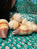 Soldier Cone Shells - Conus miles