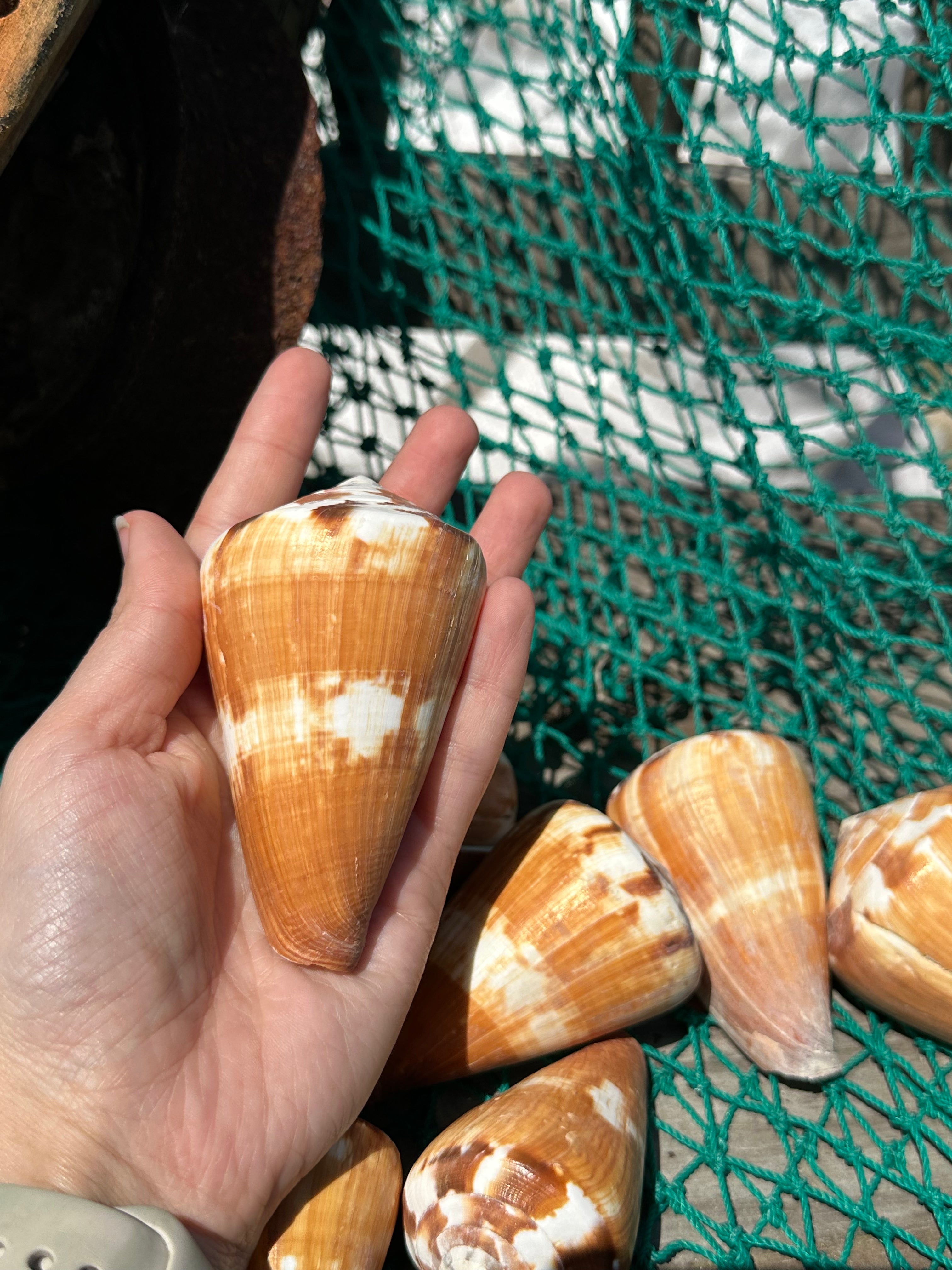 Flag Cone Shells- Conus vexillum