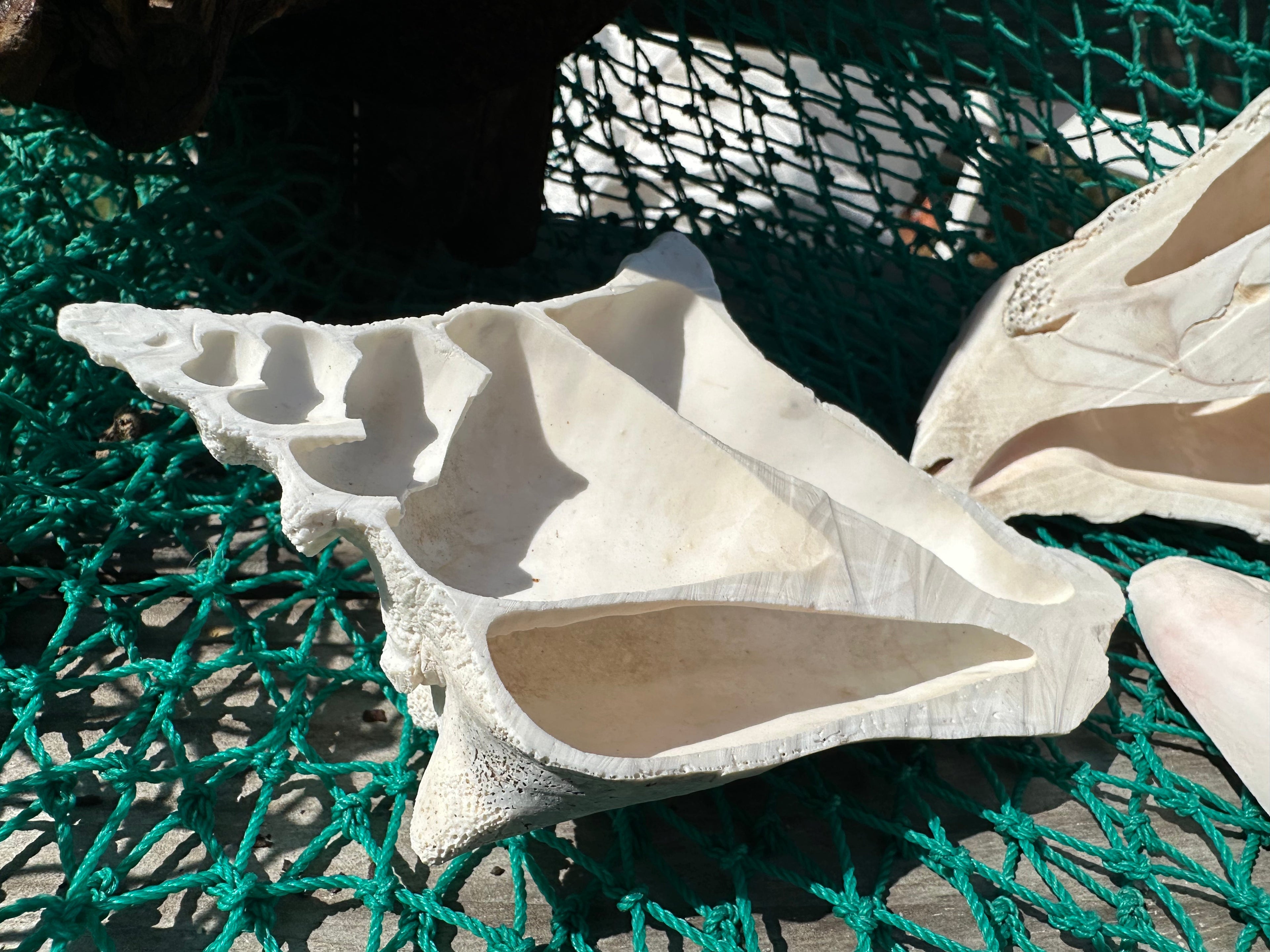 Side Sliced Pink Conch Shell