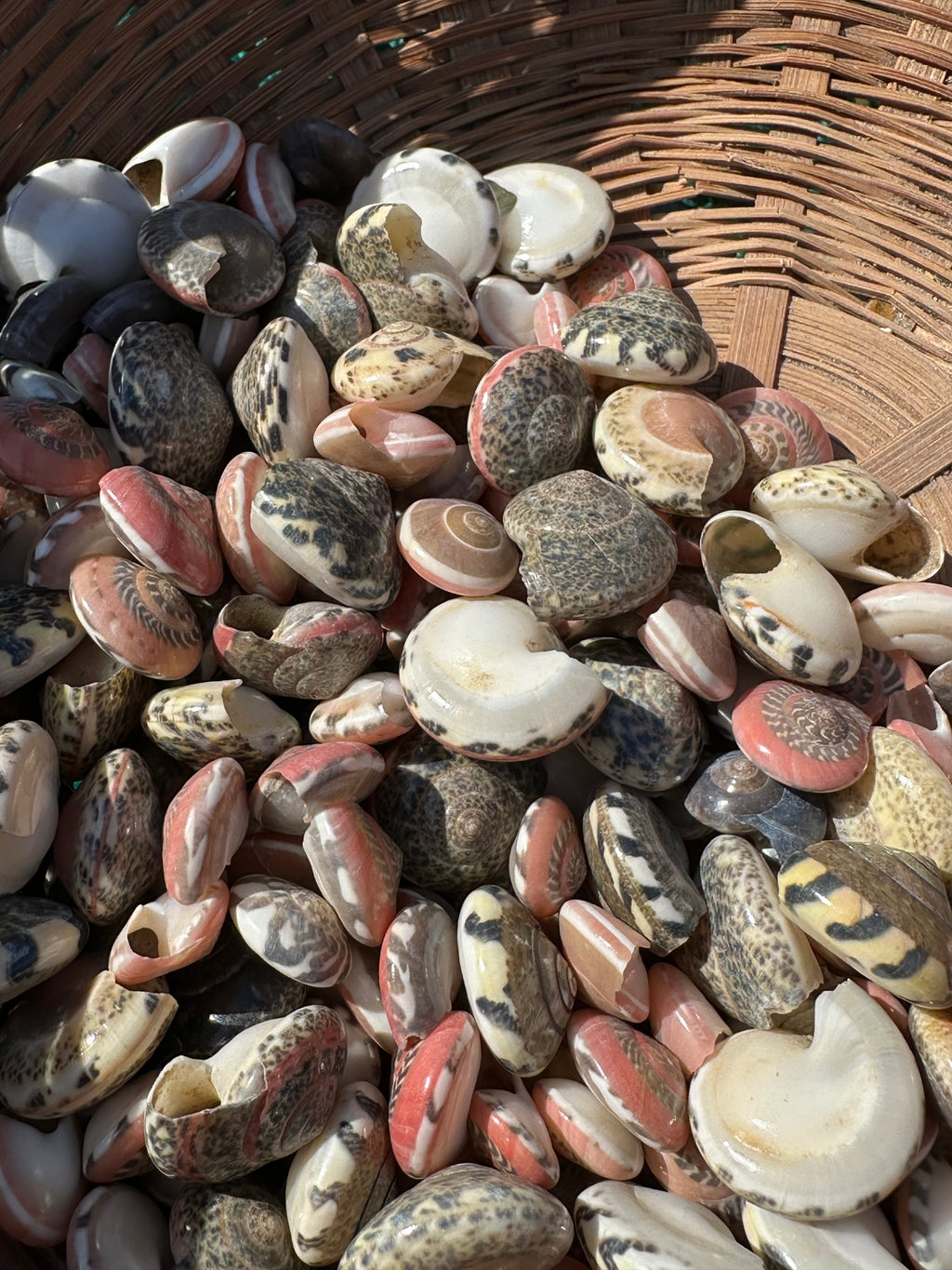 Umbonium vestiarium Inch and Under Variety Lot of Seashells
