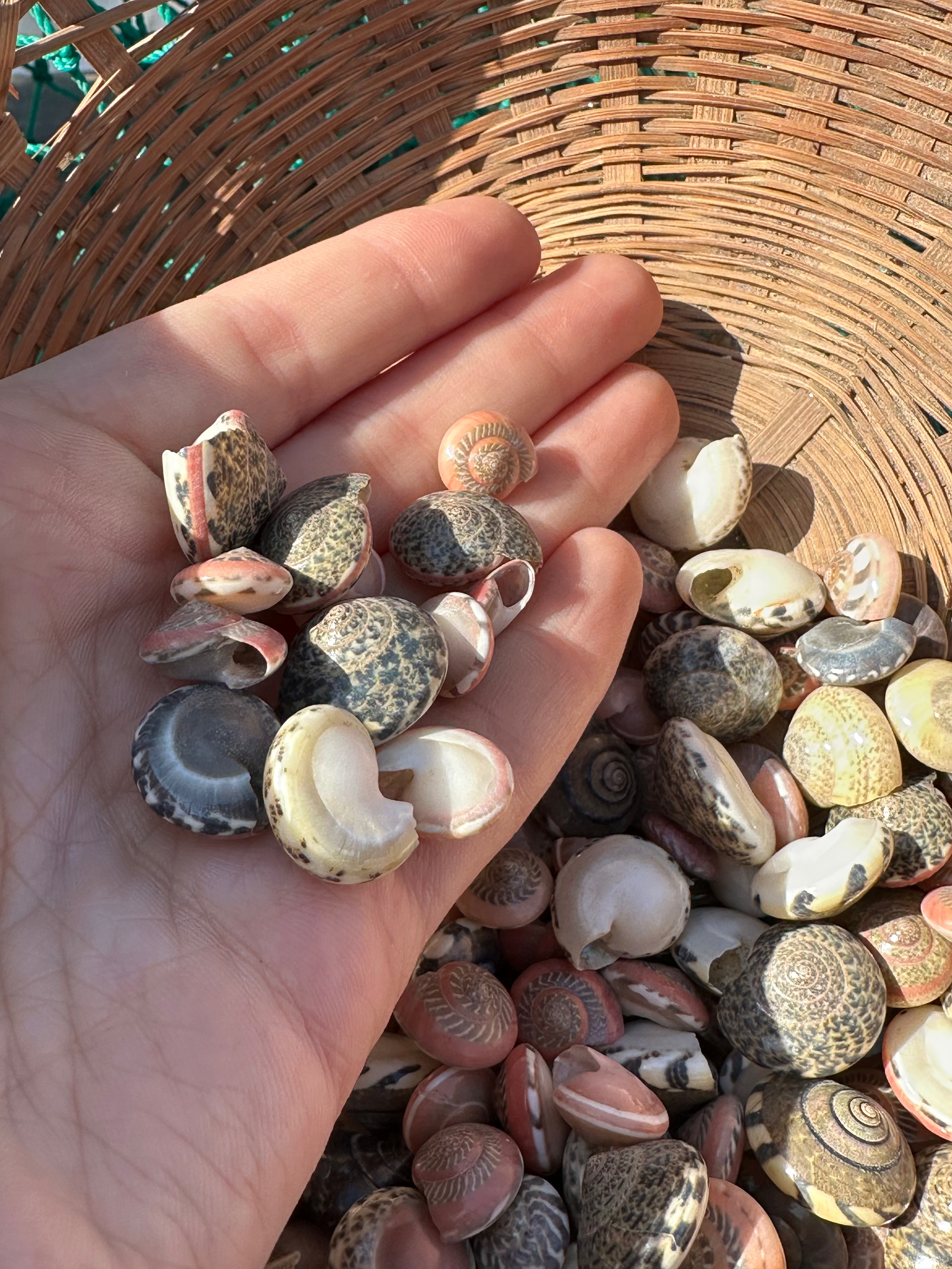Umbonium vestiarium Inch and Under Variety Lot of Seashells