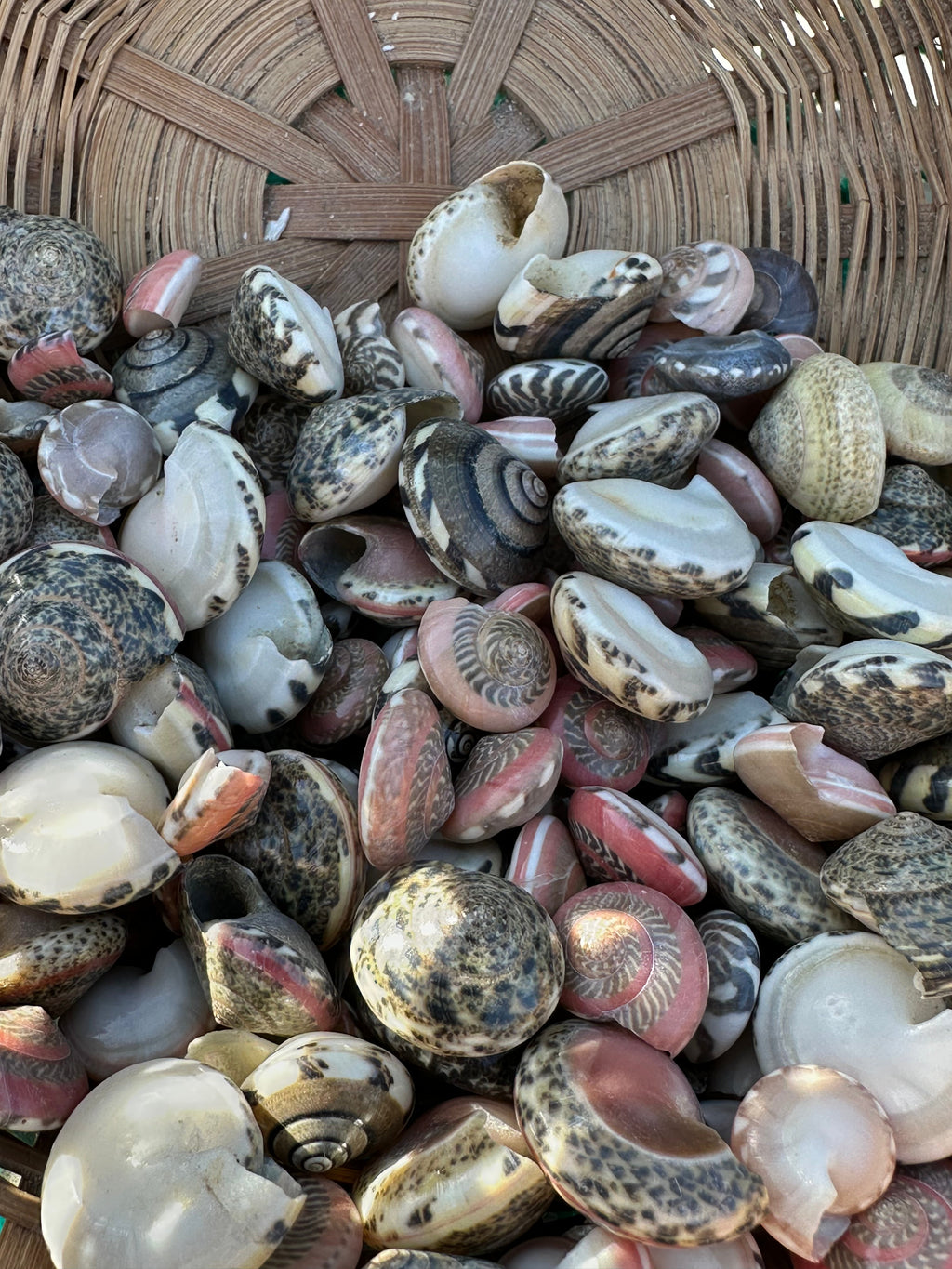 Umbonium vestiarium Inch and Under Variety Lot of Seashells