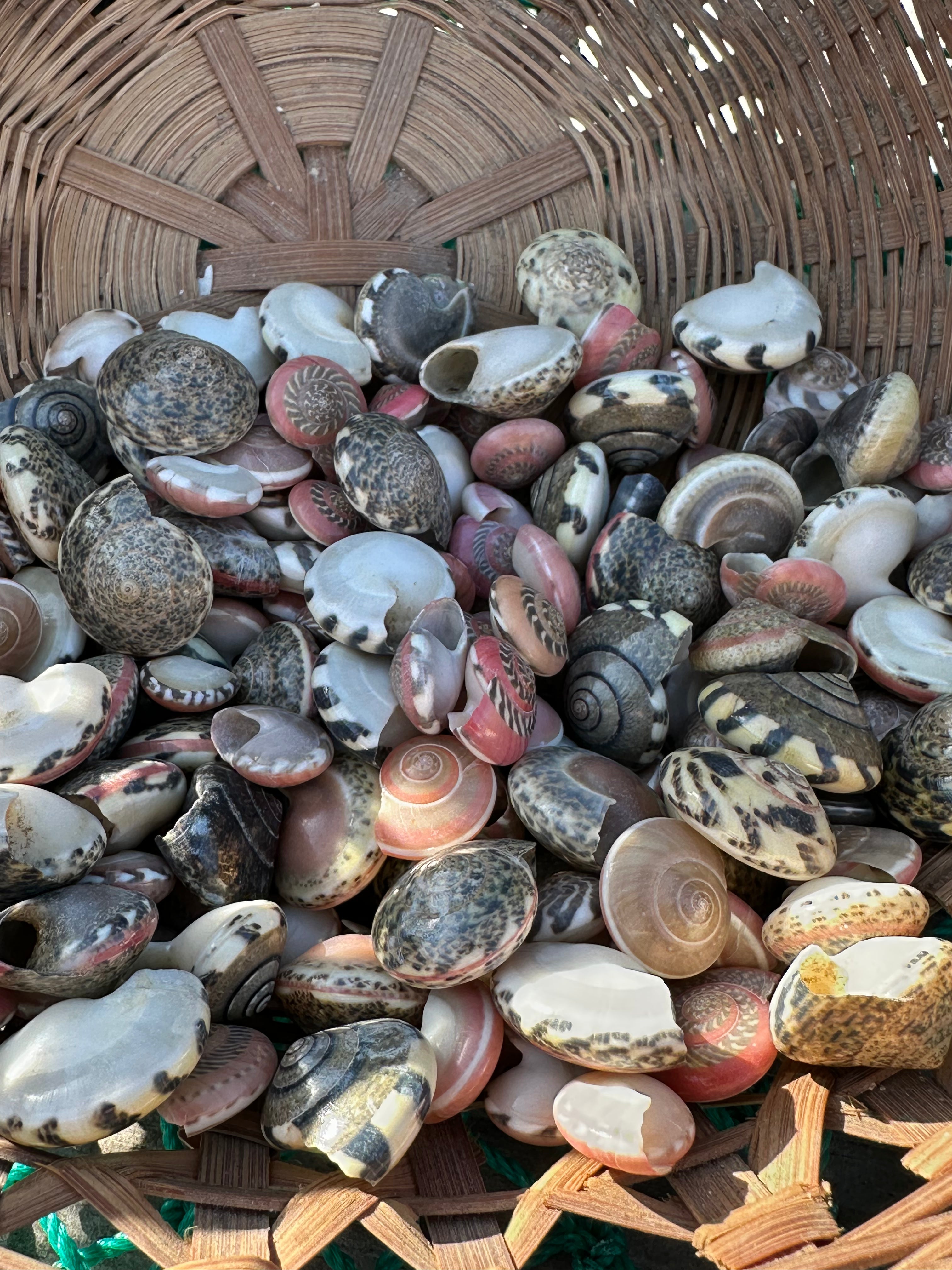 Umbonium vestiarium Inch and Under Variety Lot of Seashells